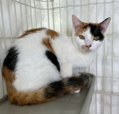 雑種（ミックス猫）・メスの里親募集の写真