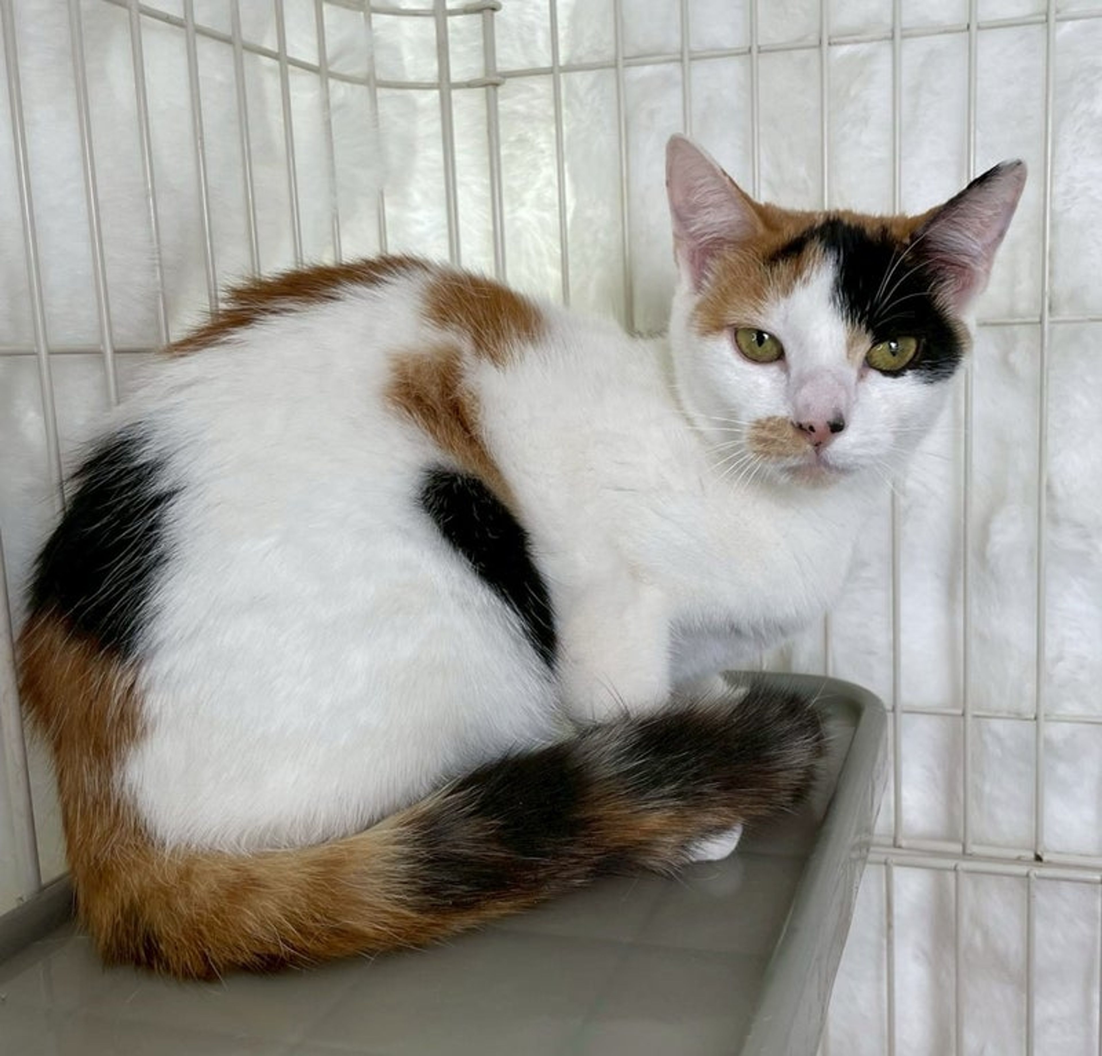 雑種（ミックス猫）・メスの里親募集の写真