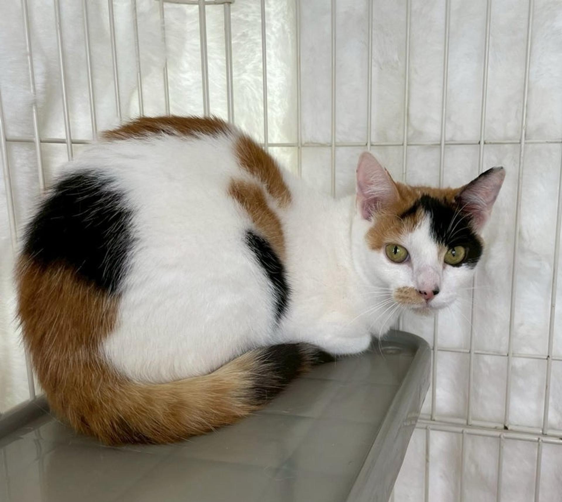 pet-image-2