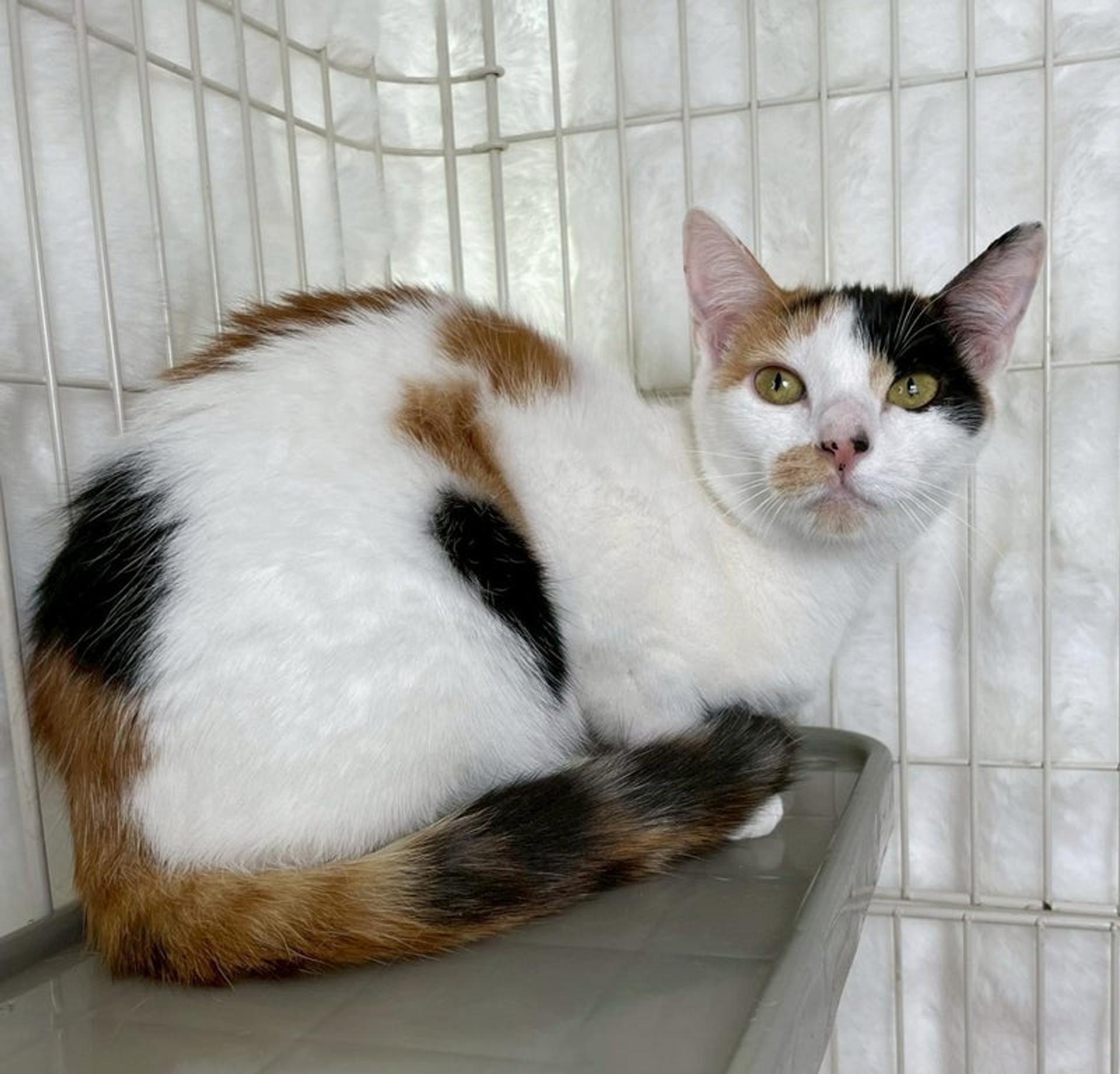 pet-image-3