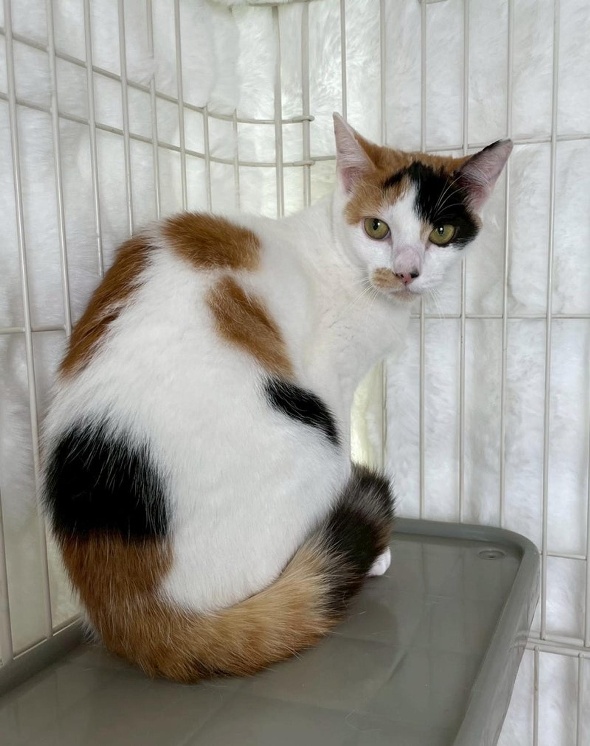 pet-image-4