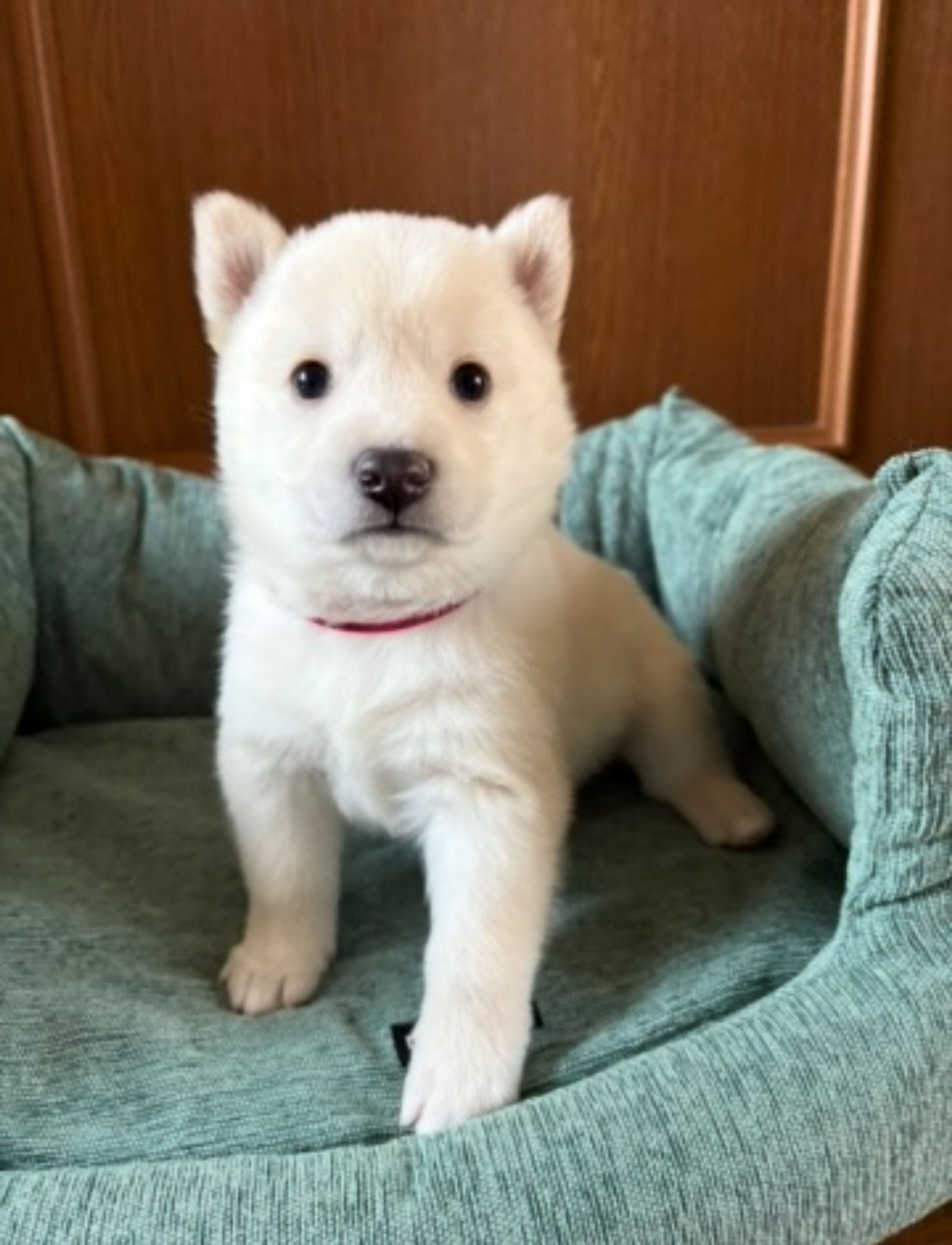 雑種（ミックス犬）・オスの里親募集の写真