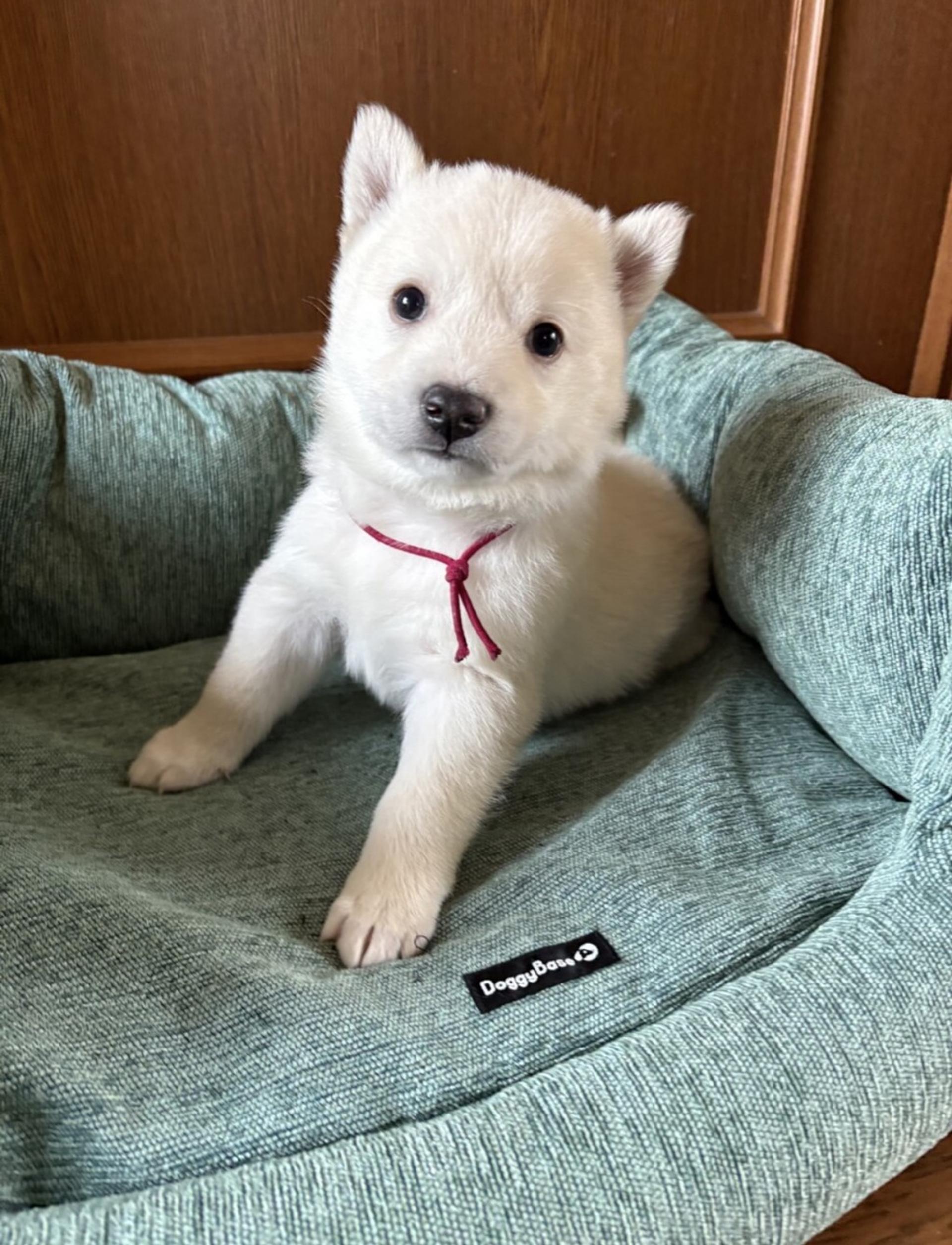 pet-image-2