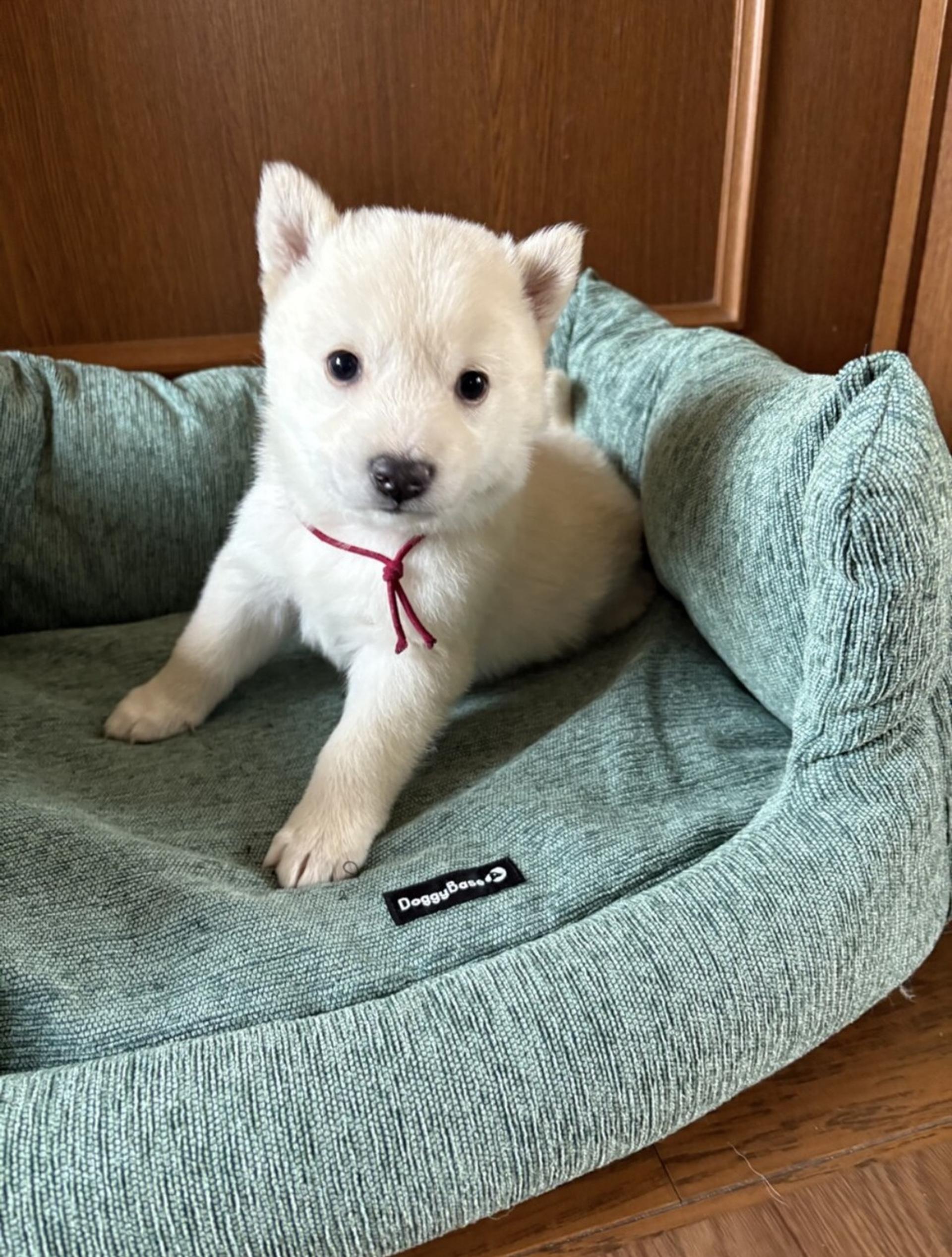 pet-image-4
