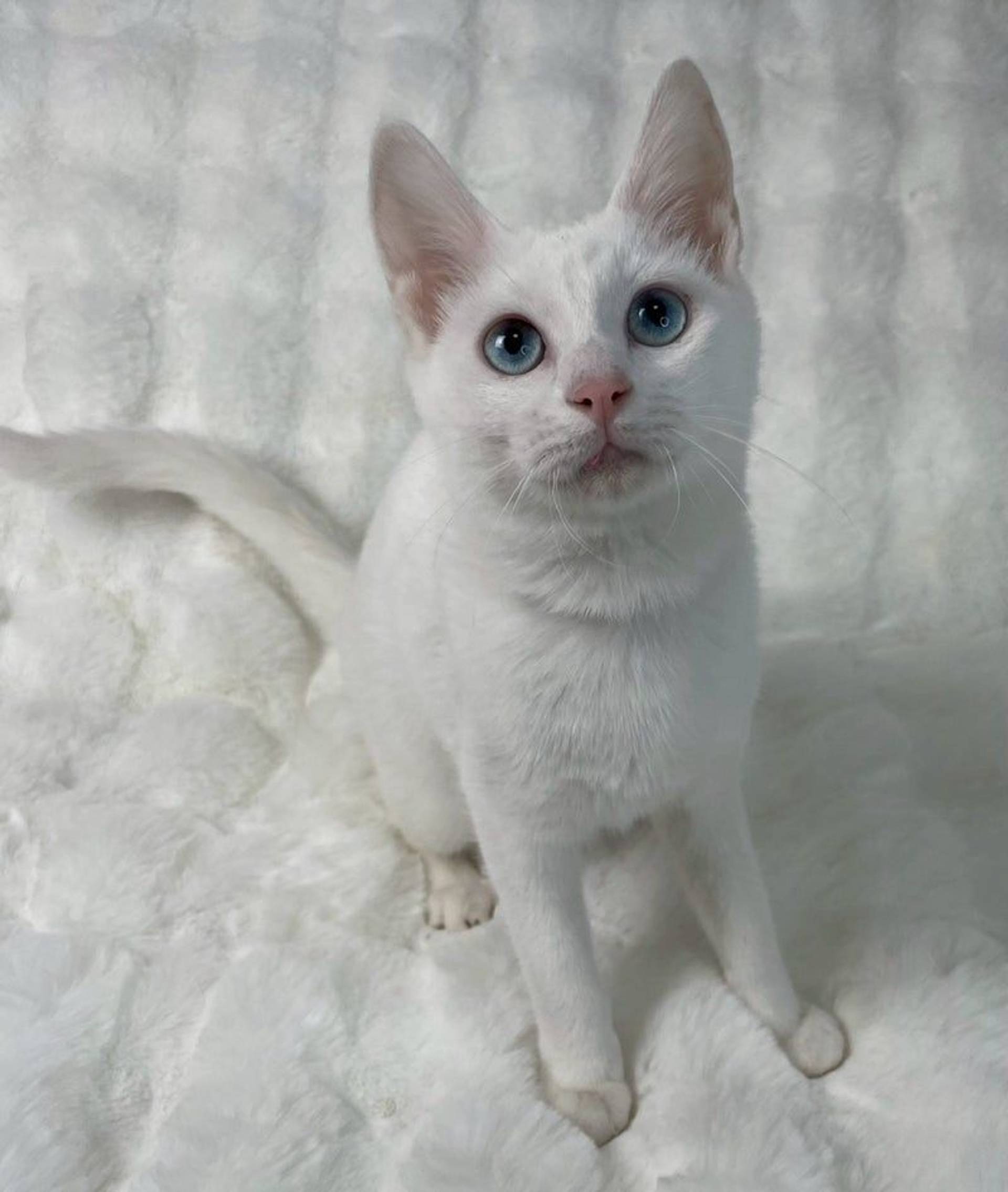 雑種（ミックス猫）・メスの里親募集の写真