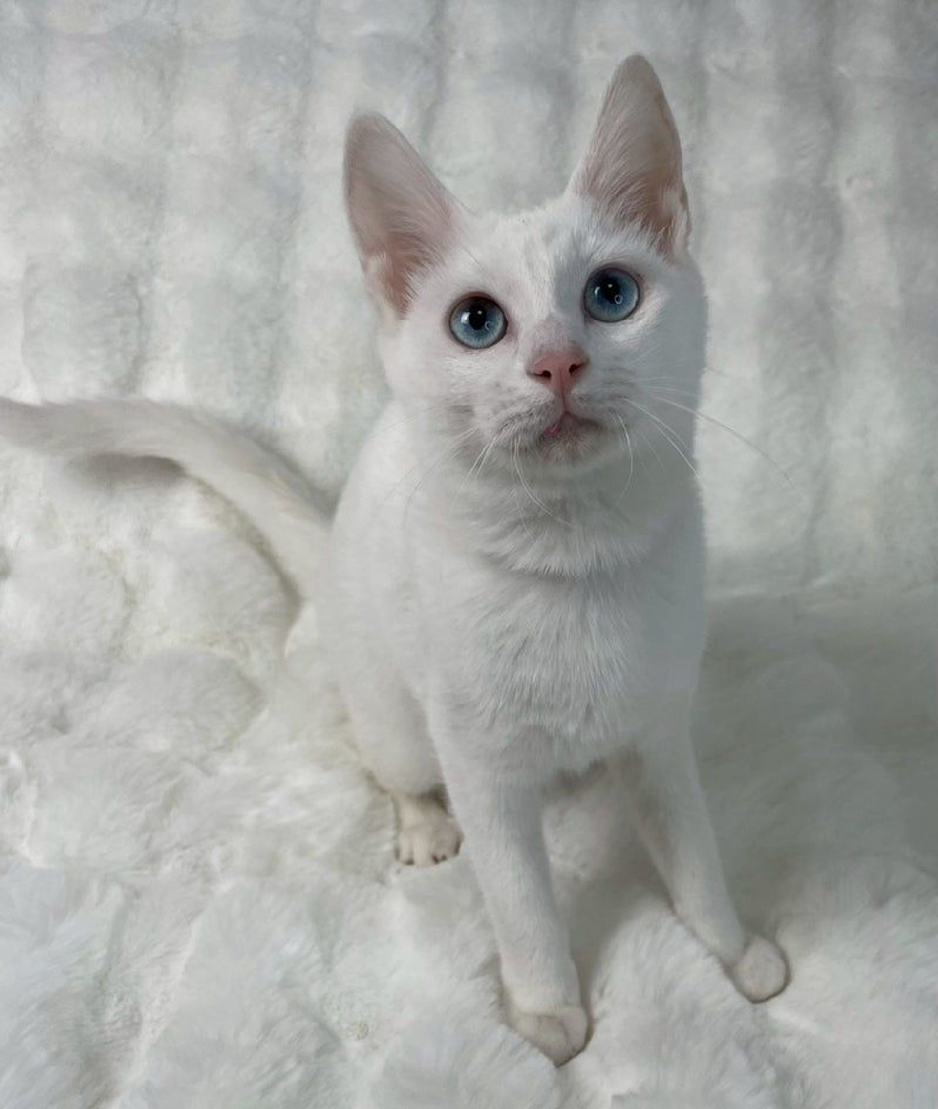 雑種（ミックス猫）・メスの里親募集の写真