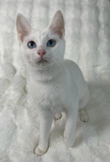 雑種（ミックス猫）・メスの里親募集の写真