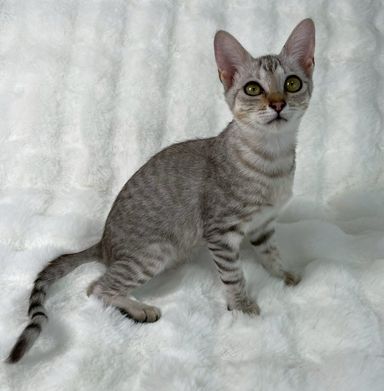 雑種（ミックス猫）・メスの里親募集の写真