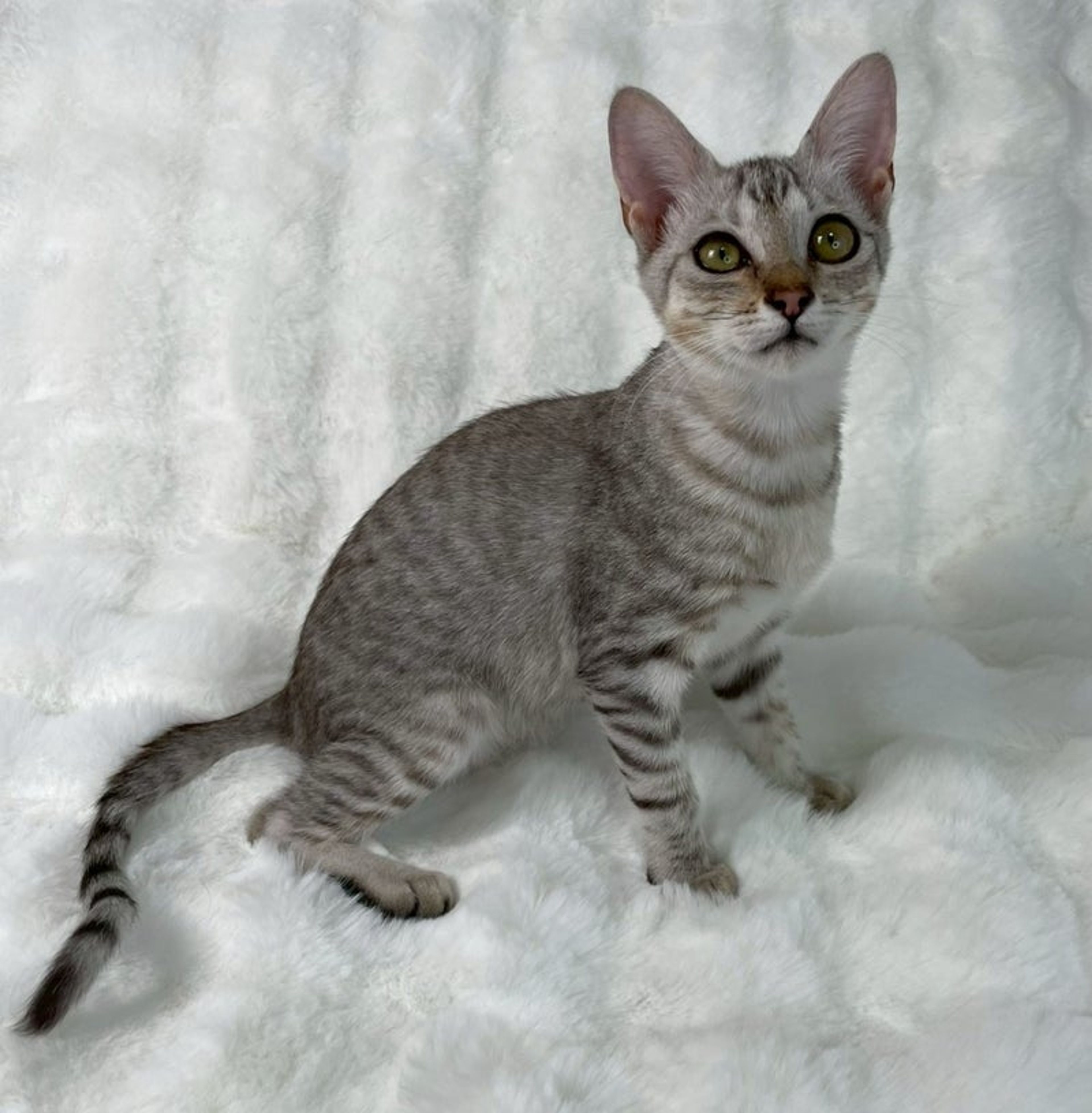 雑種（ミックス猫）・メスの里親募集の写真