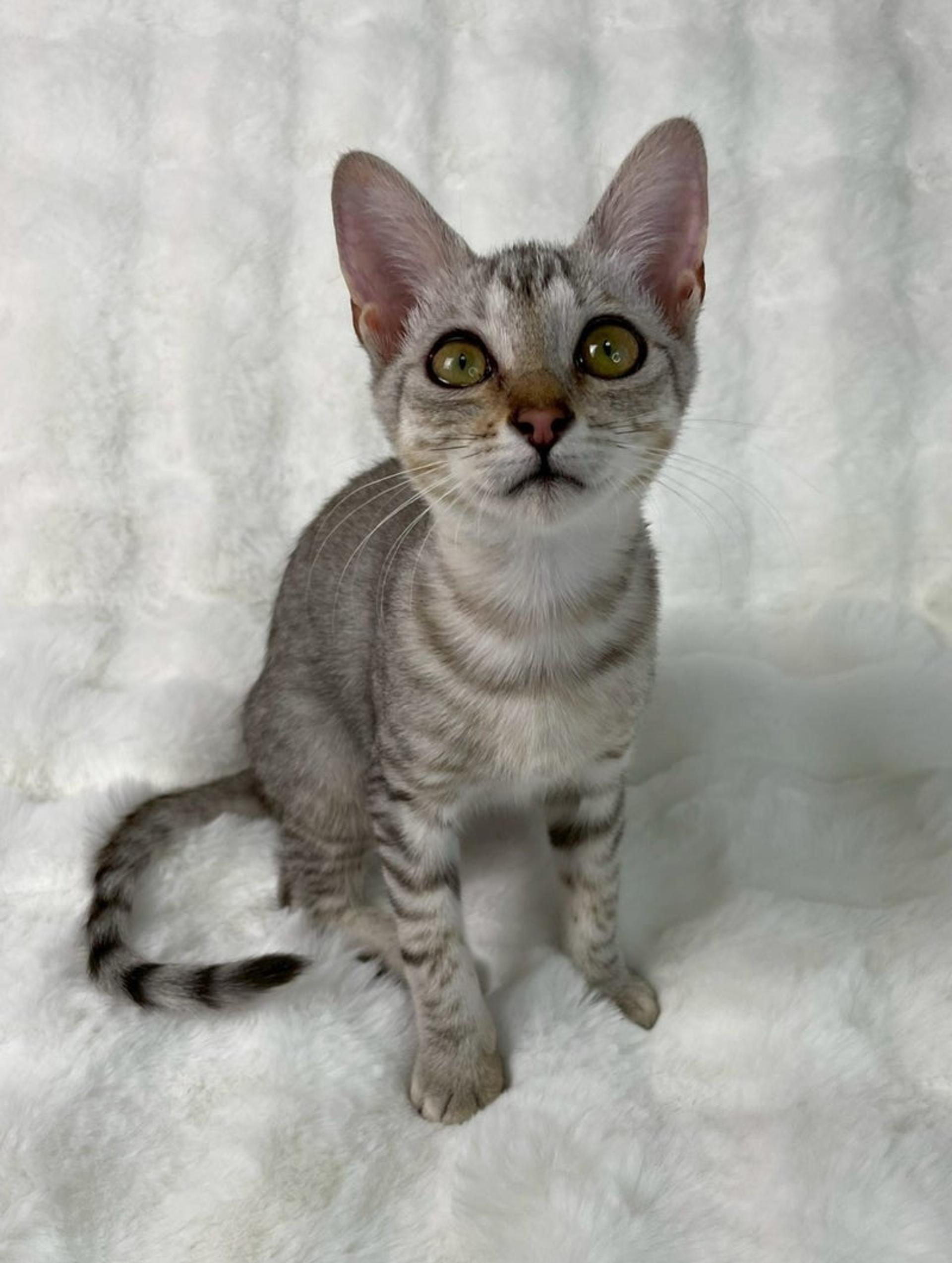 pet-image-4
