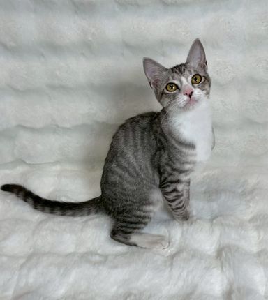 雑種（ミックス猫）・オスの里親募集の写真