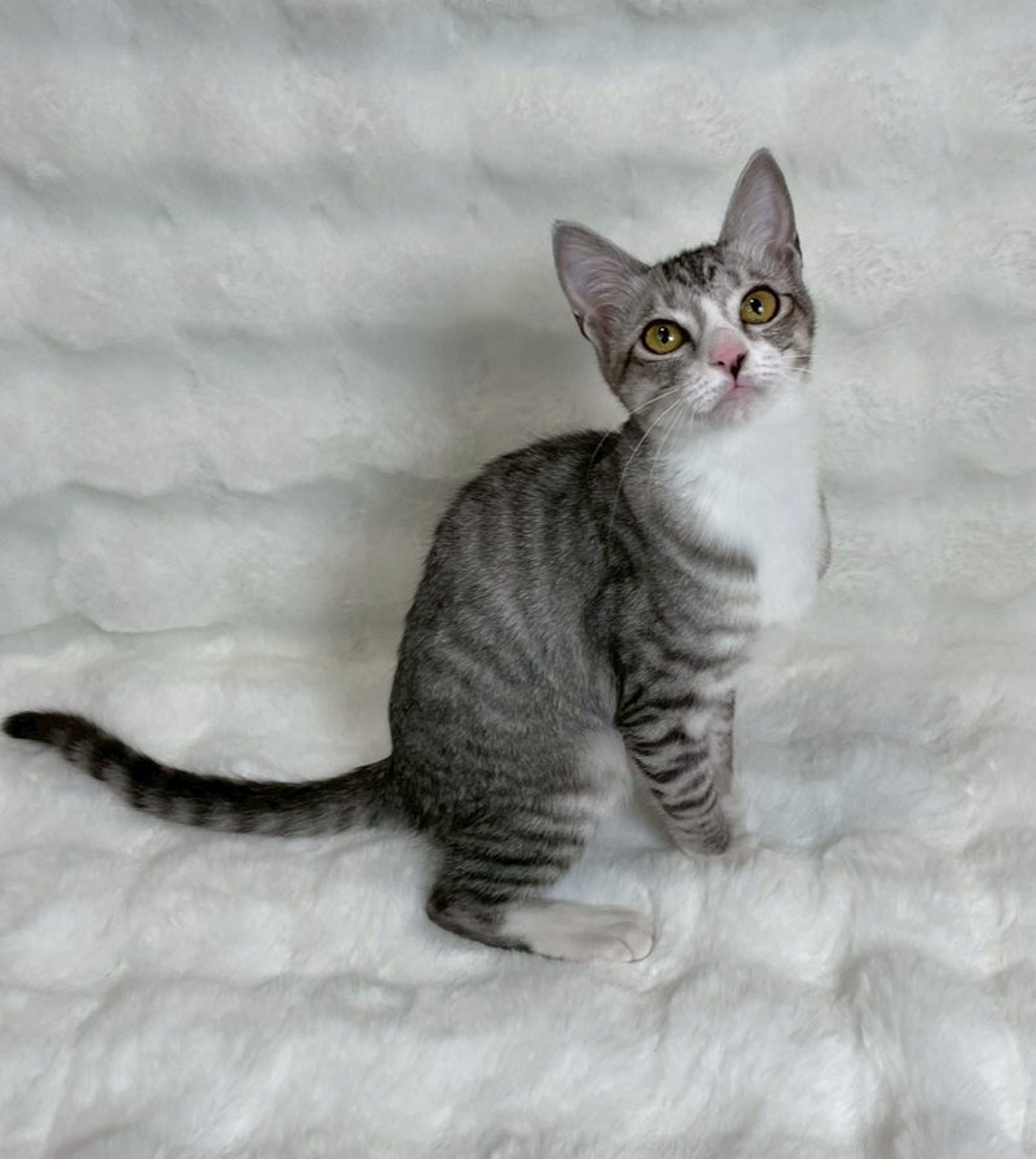 雑種（ミックス猫）・オスの里親募集の写真