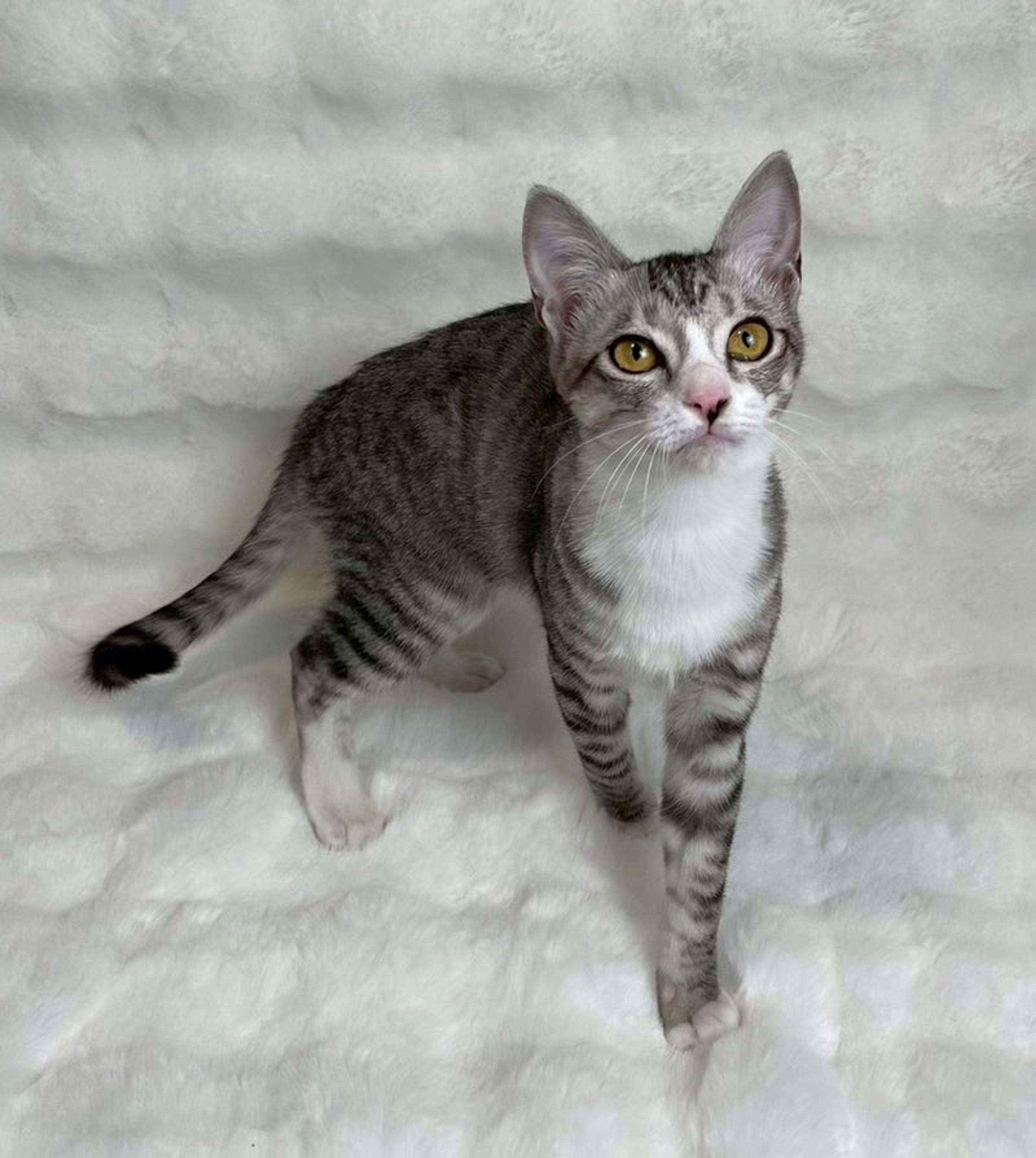 pet-image-4