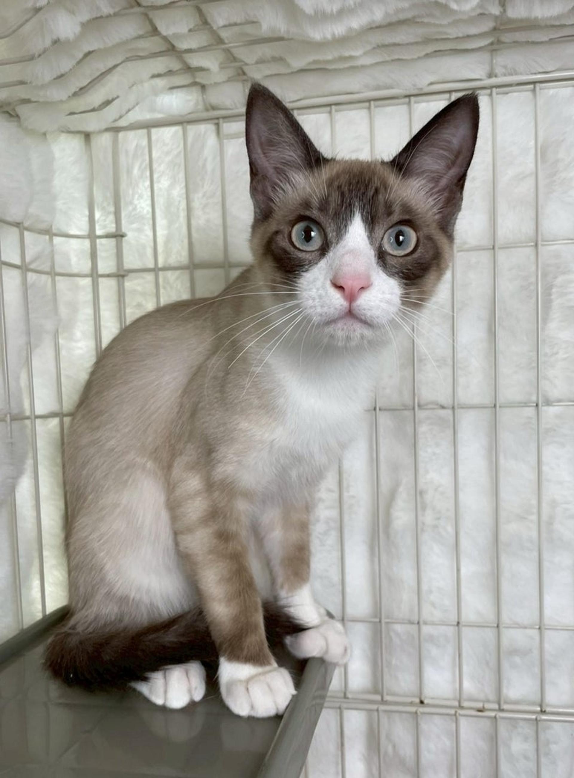 pet-image-4