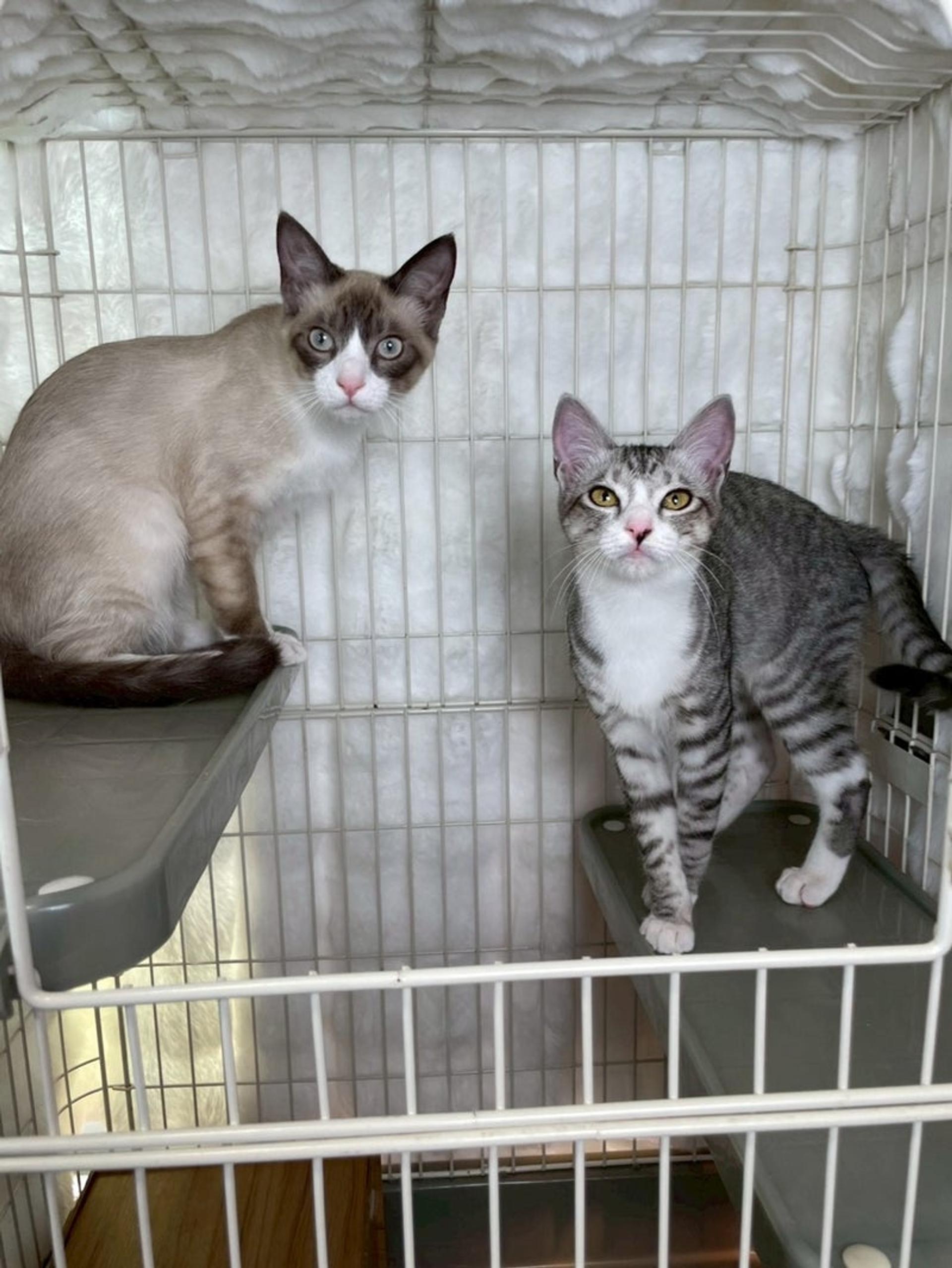 pet-image-5