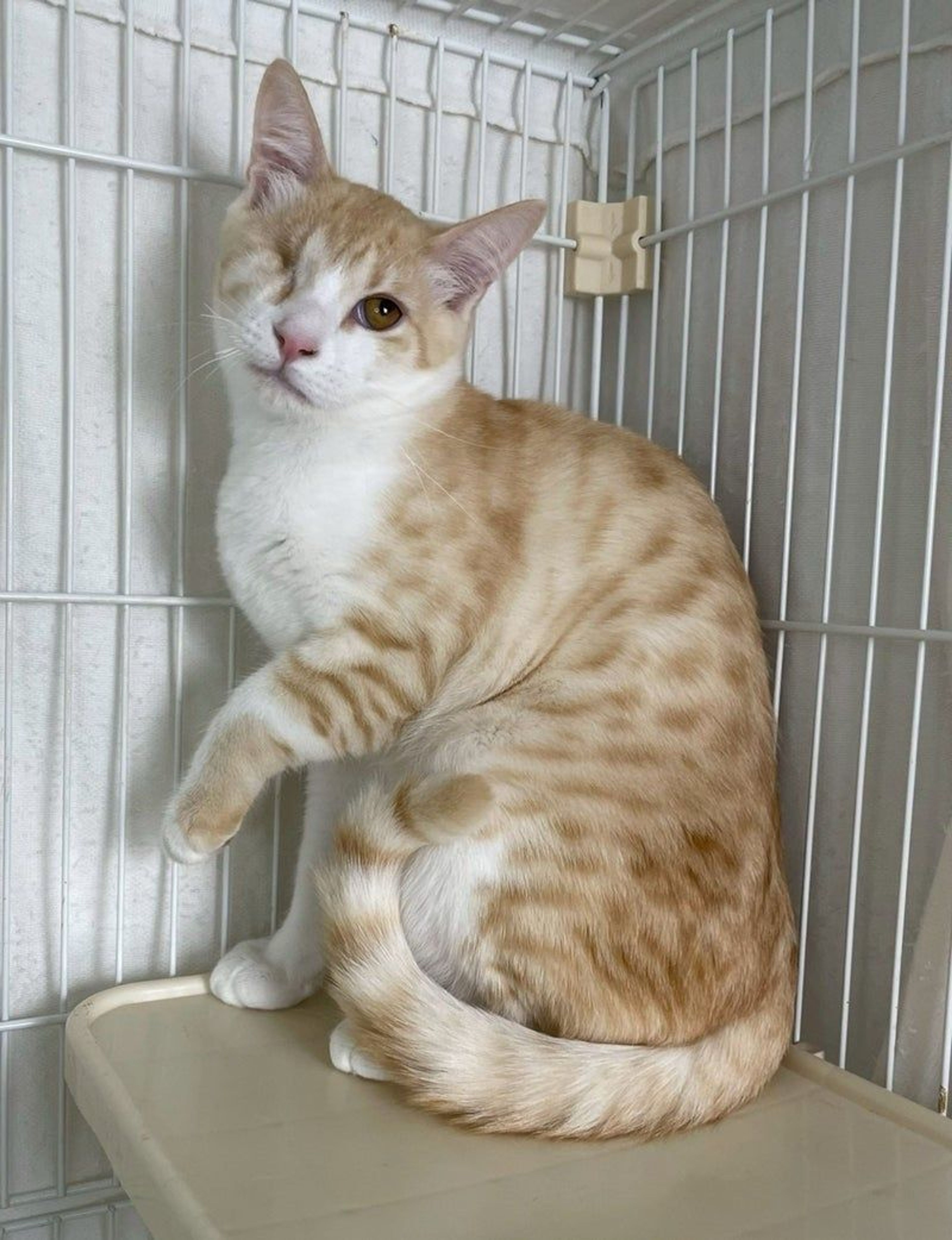 雑種（ミックス猫）・オスの里親募集の写真