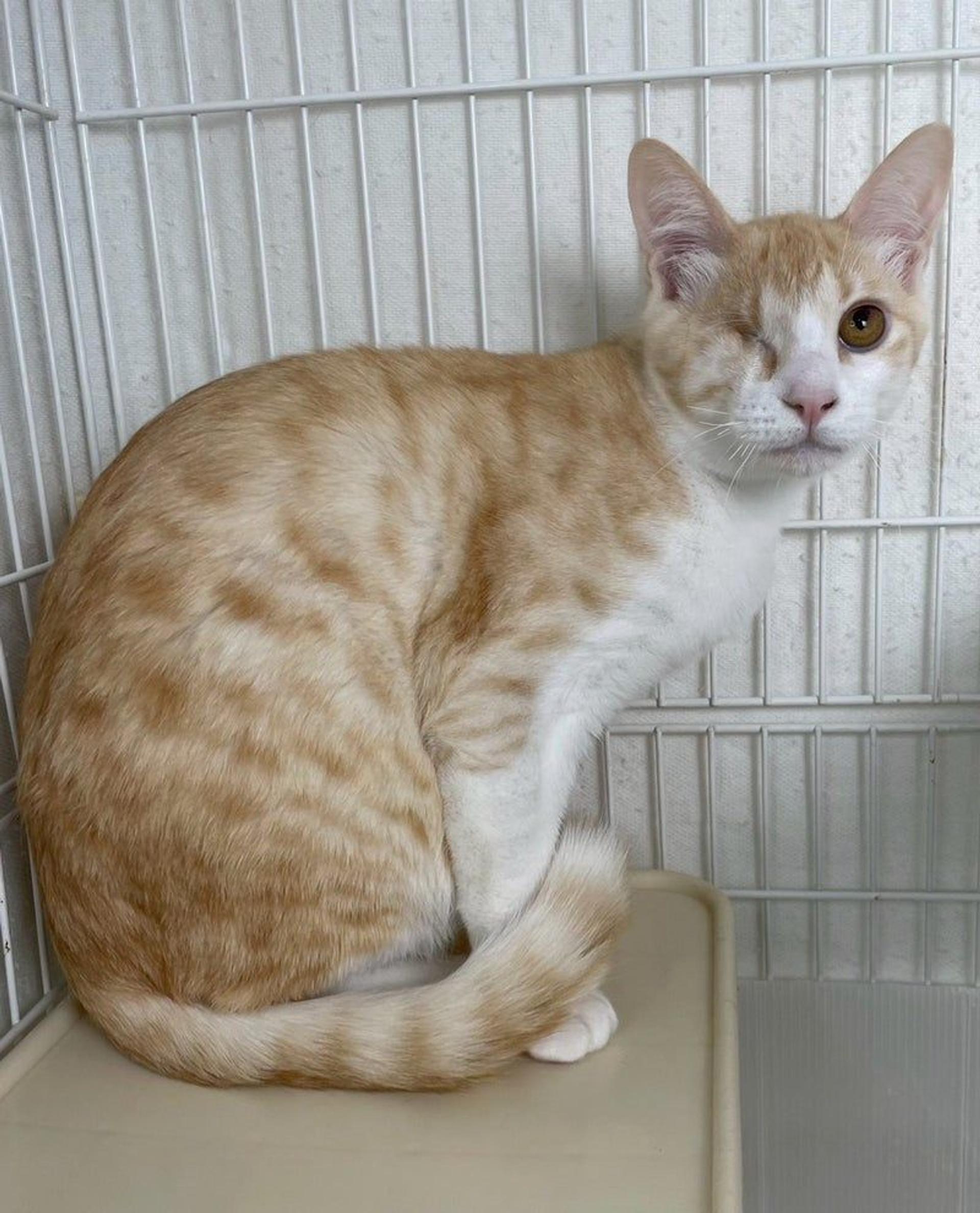 pet-image-4