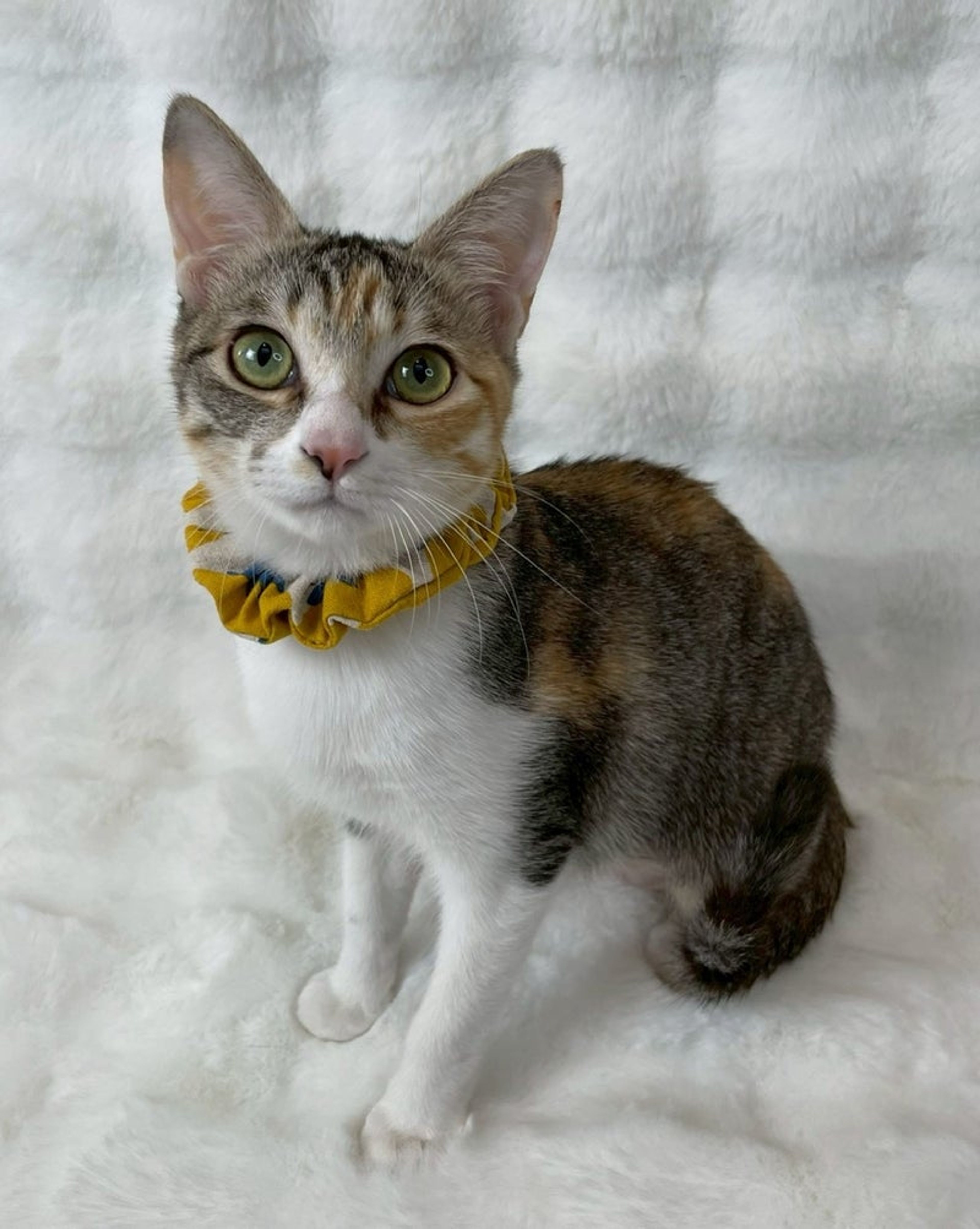 雑種（ミックス猫）・メスの里親募集の写真