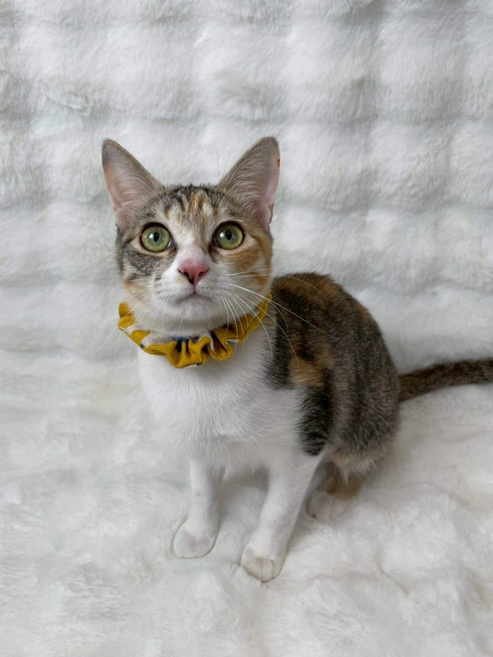 pet-image-3