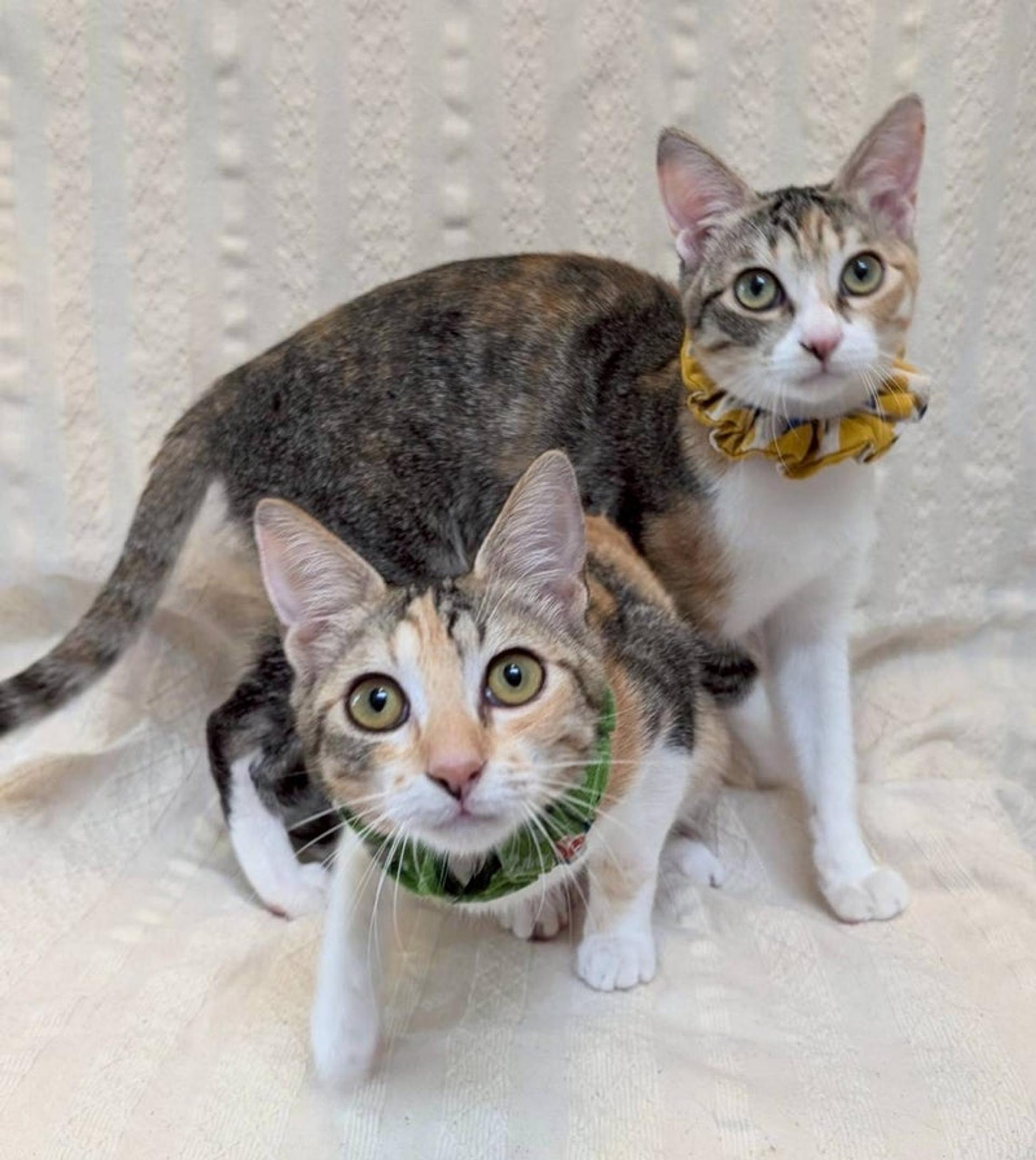 pet-image-5