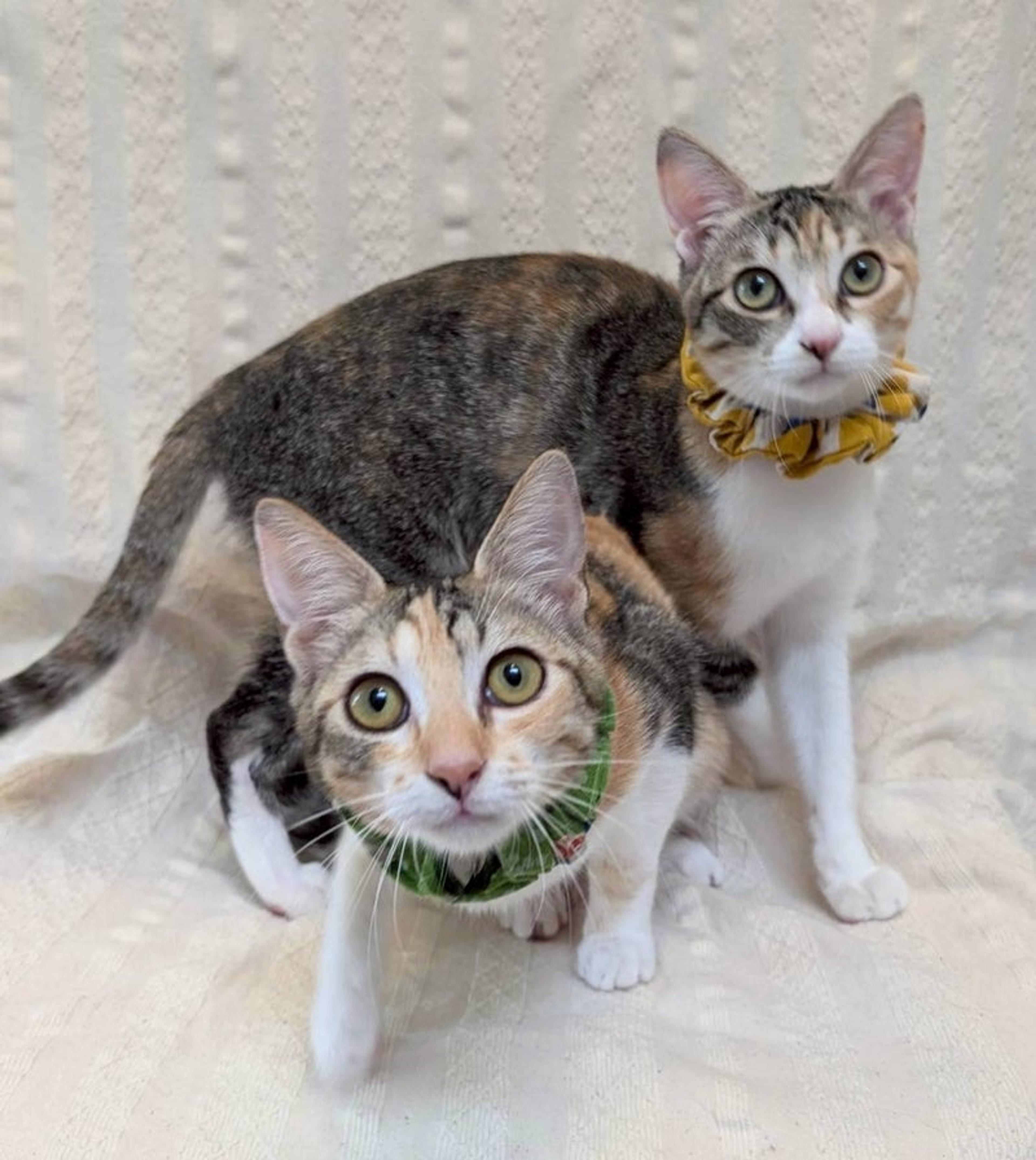 pet-image-5