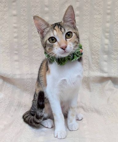 雑種（ミックス猫）・メスの里親募集の写真