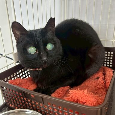 雑種（ミックス猫）・メスの里親募集の写真