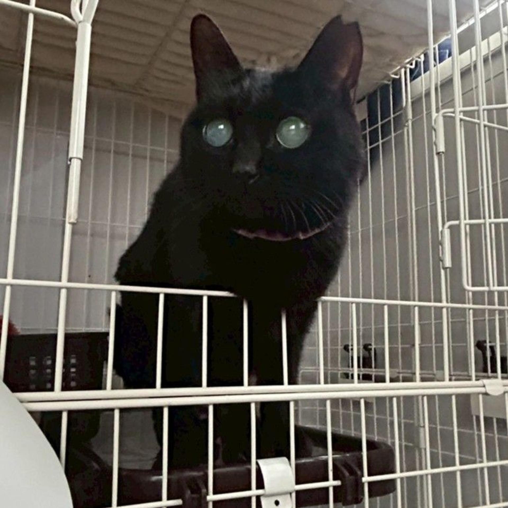 pet-image-3