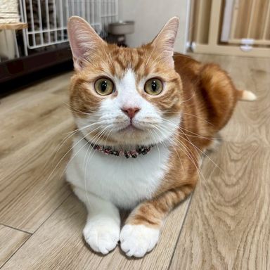 雑種（ミックス猫）・オスの里親募集の写真