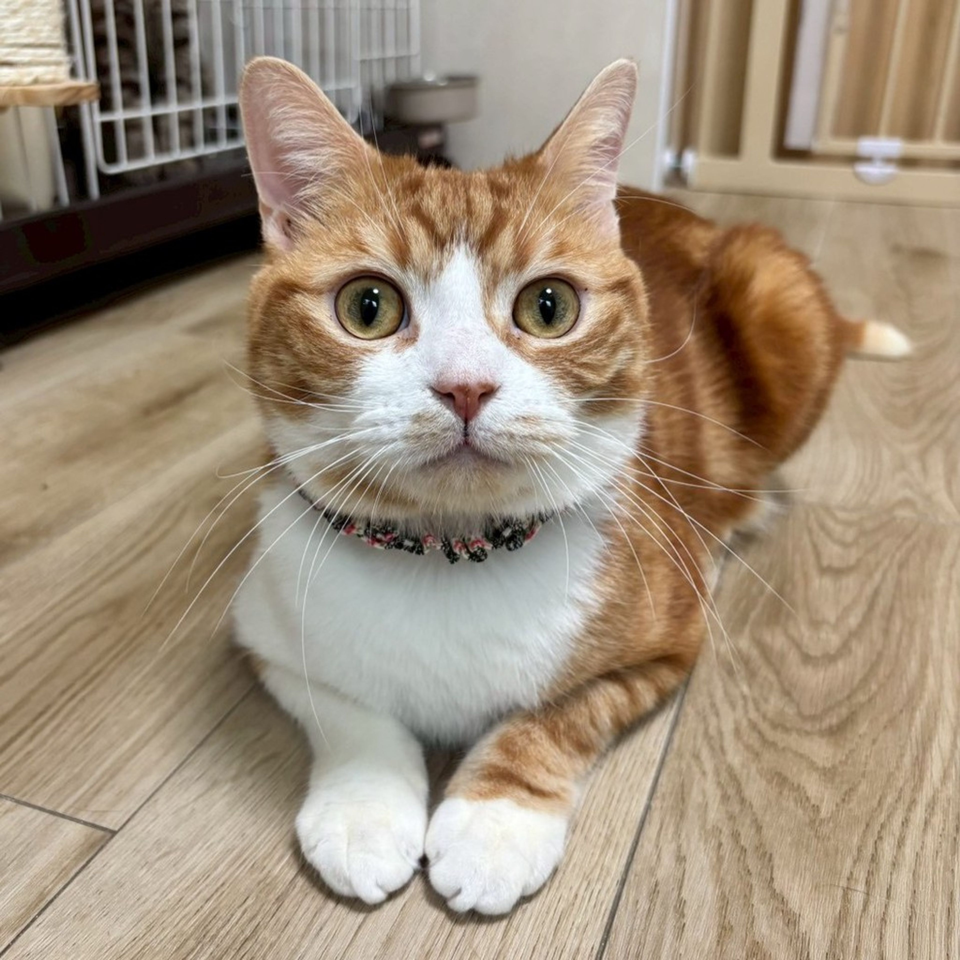 雑種（ミックス猫）・オスの里親募集の写真