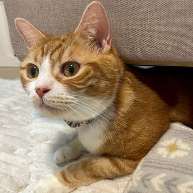 雑種（ミックス猫）・オスの里親募集の写真