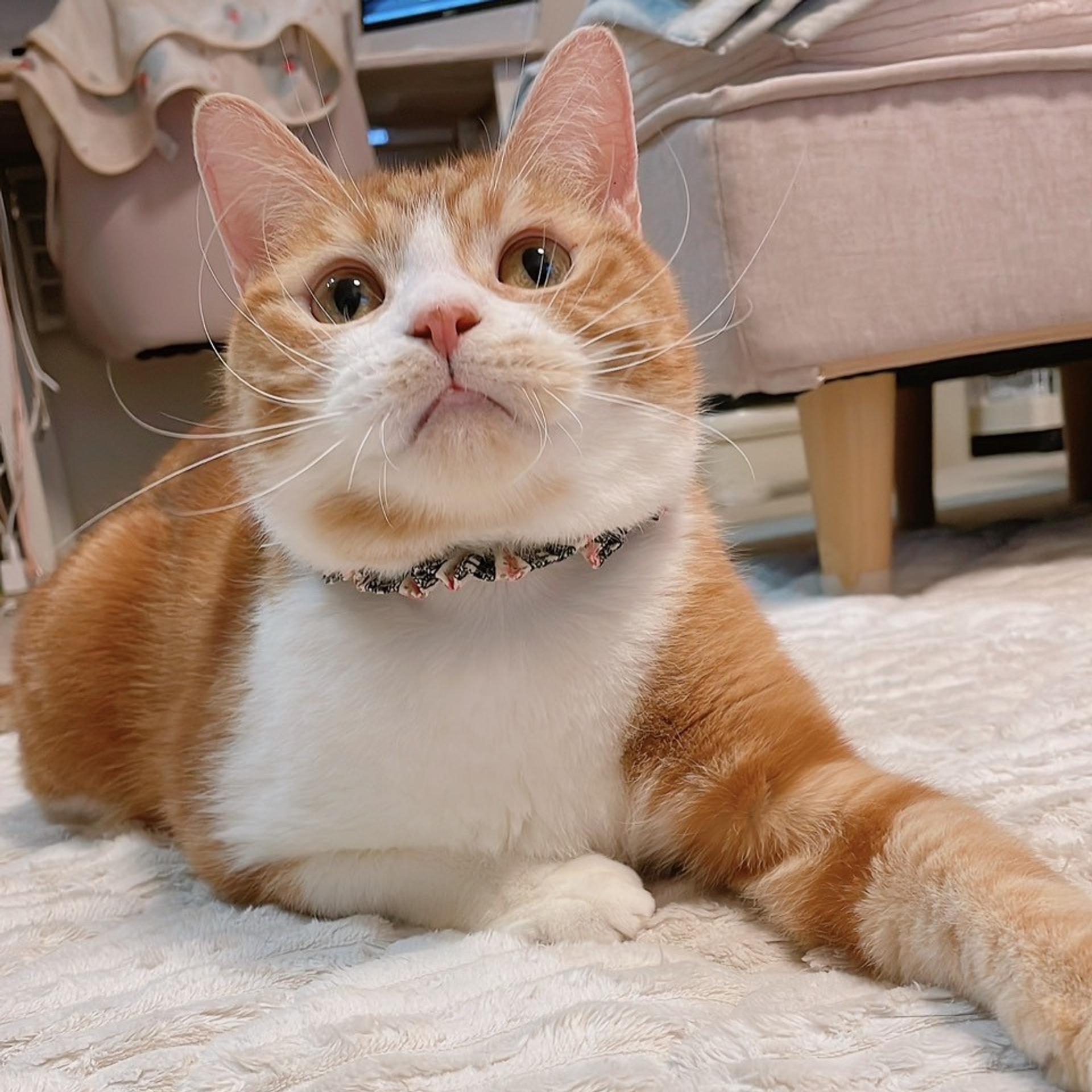 pet-image-3