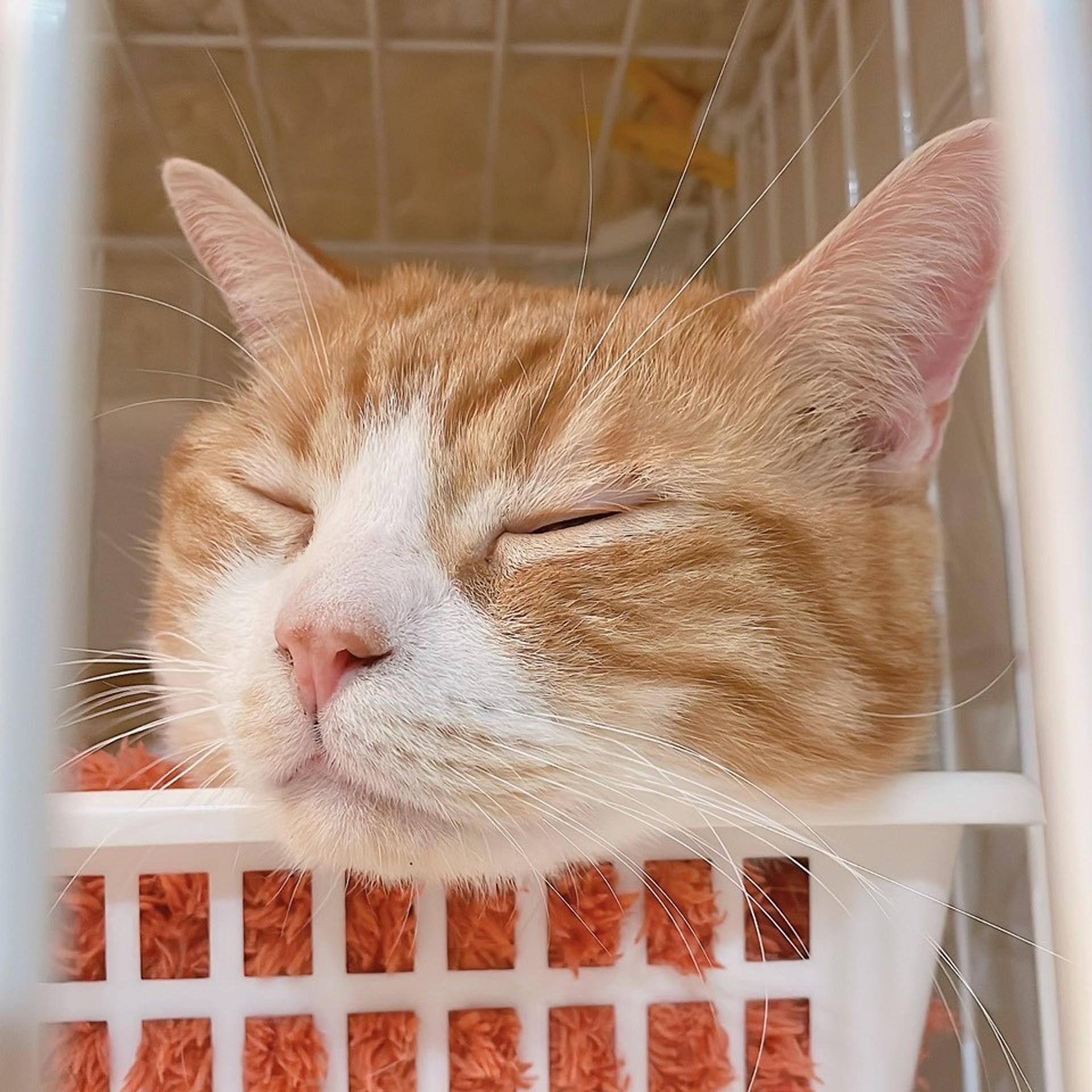 pet-image-5