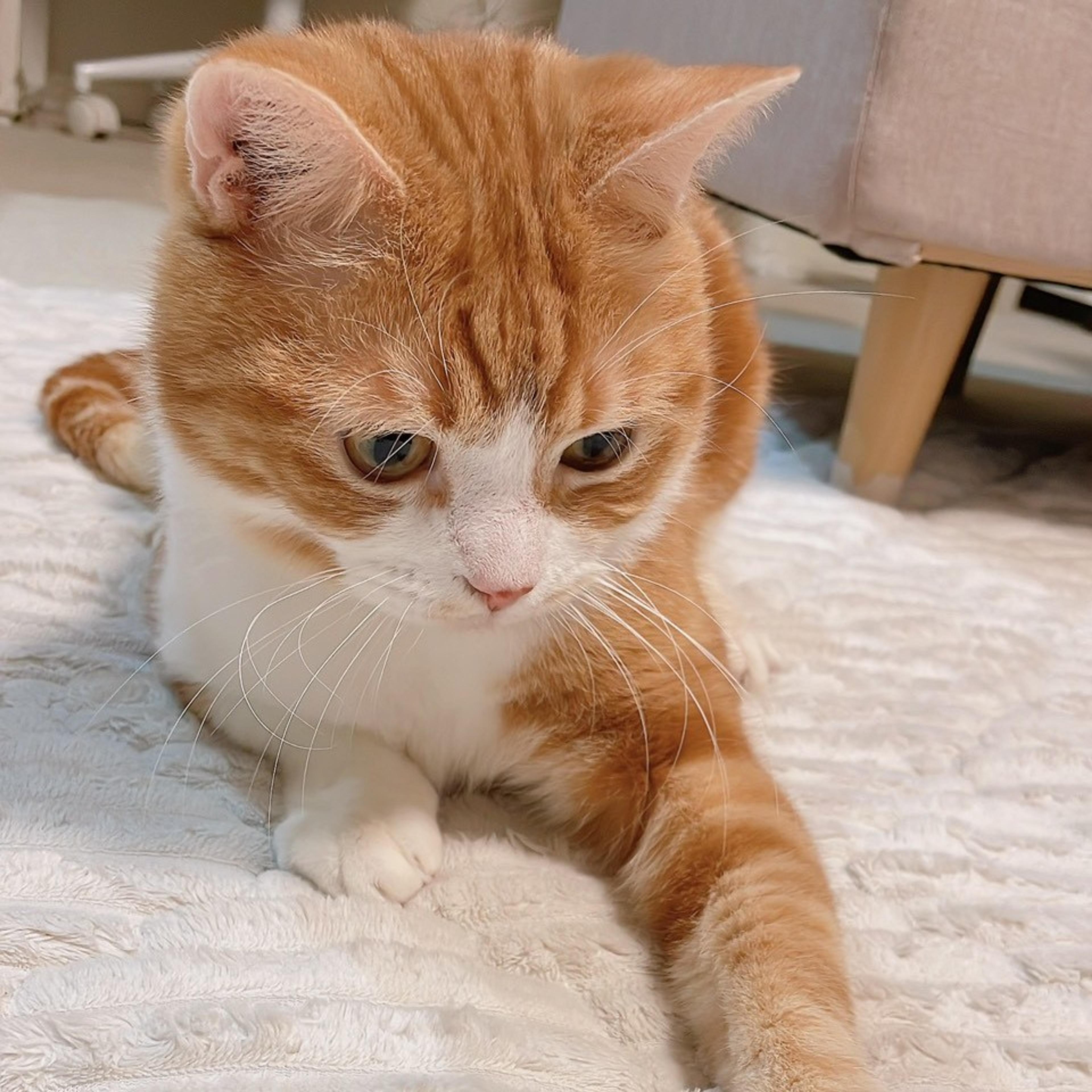 pet-image-6