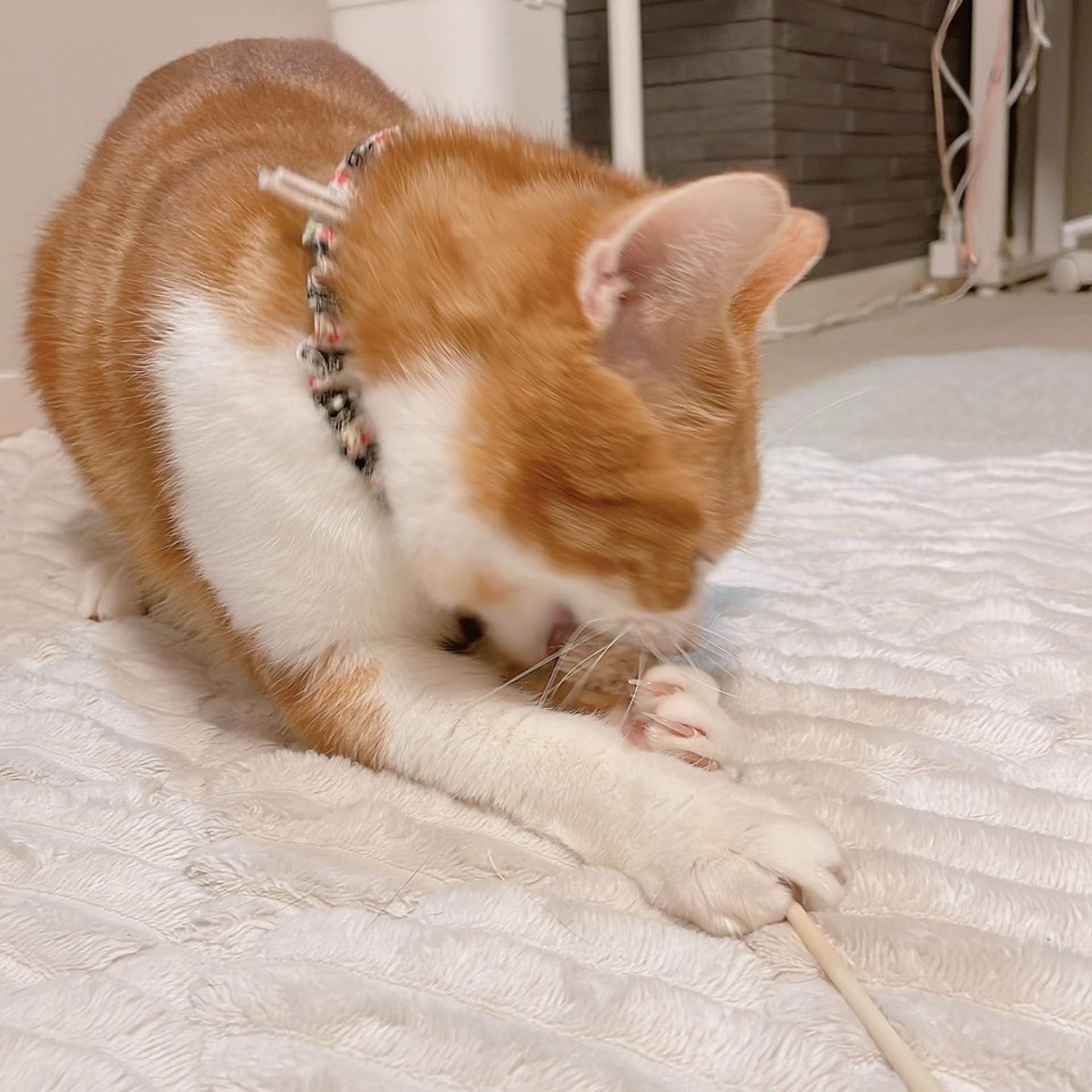 pet-image-7