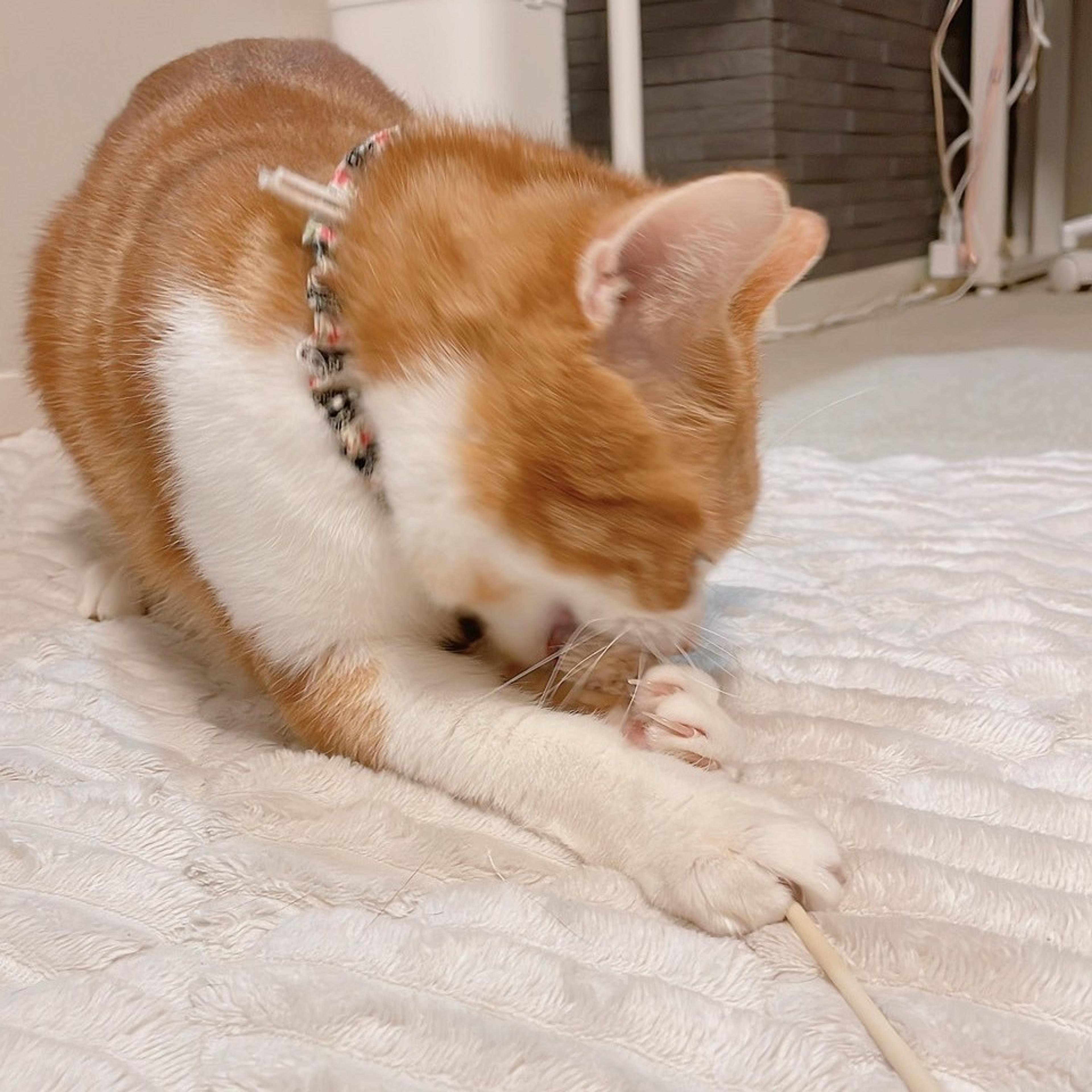 pet-image-7