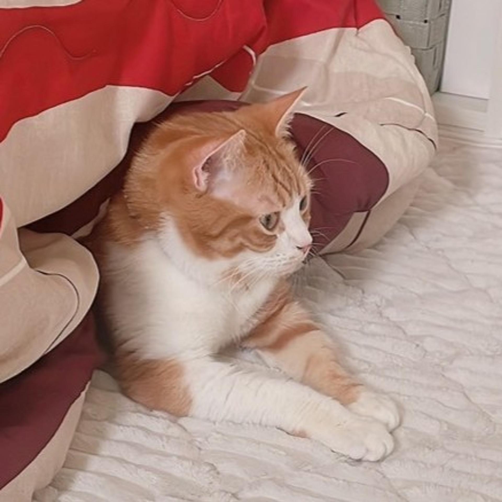 pet-image-9