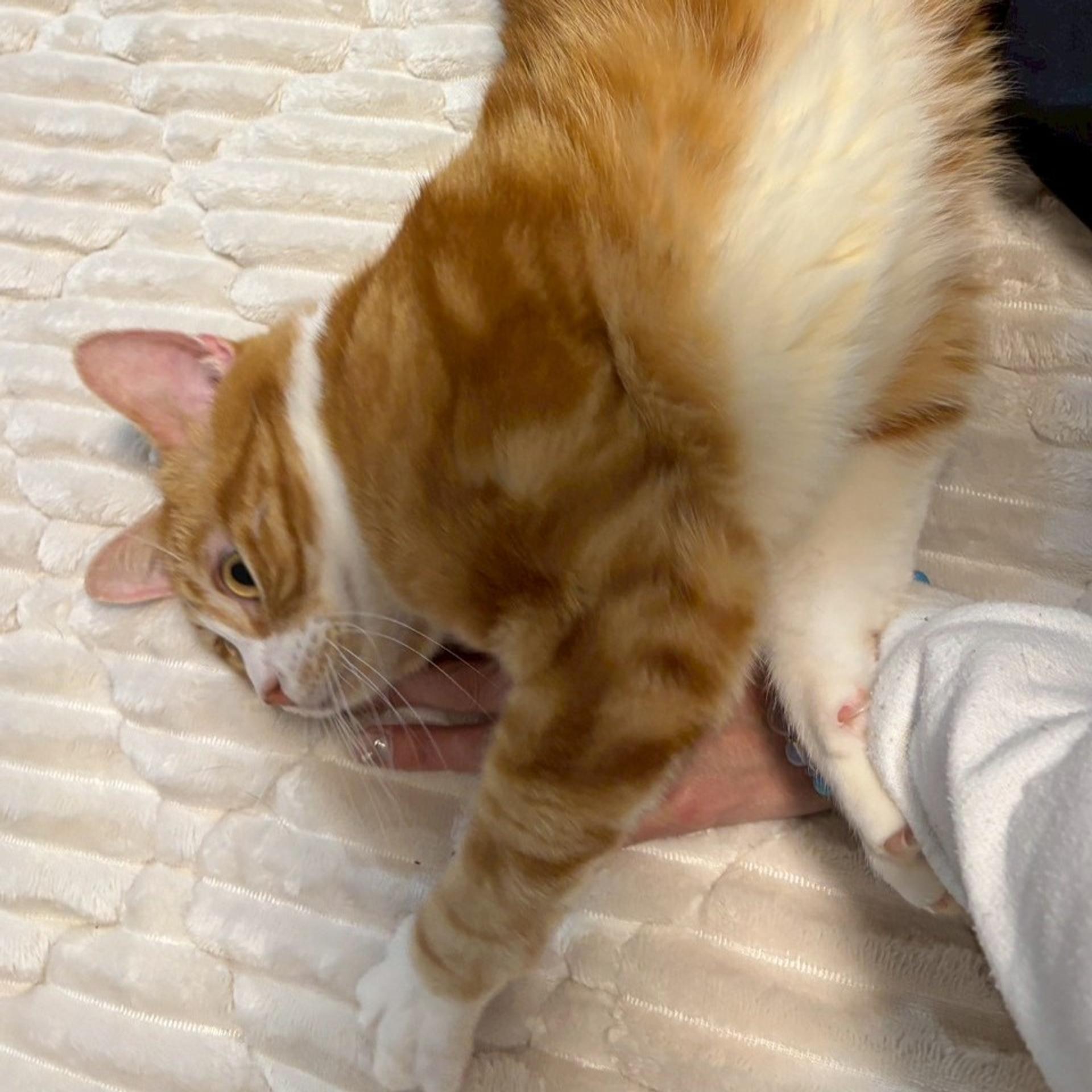 pet-image-10