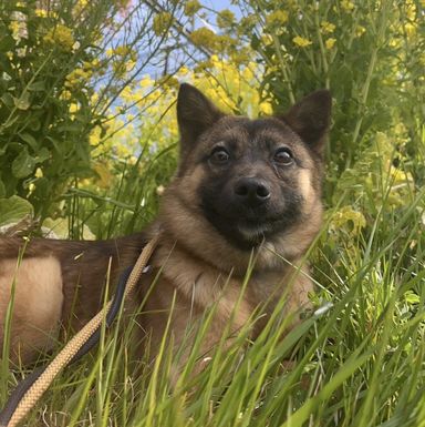 雑種（ミックス犬）・メスの里親募集の写真