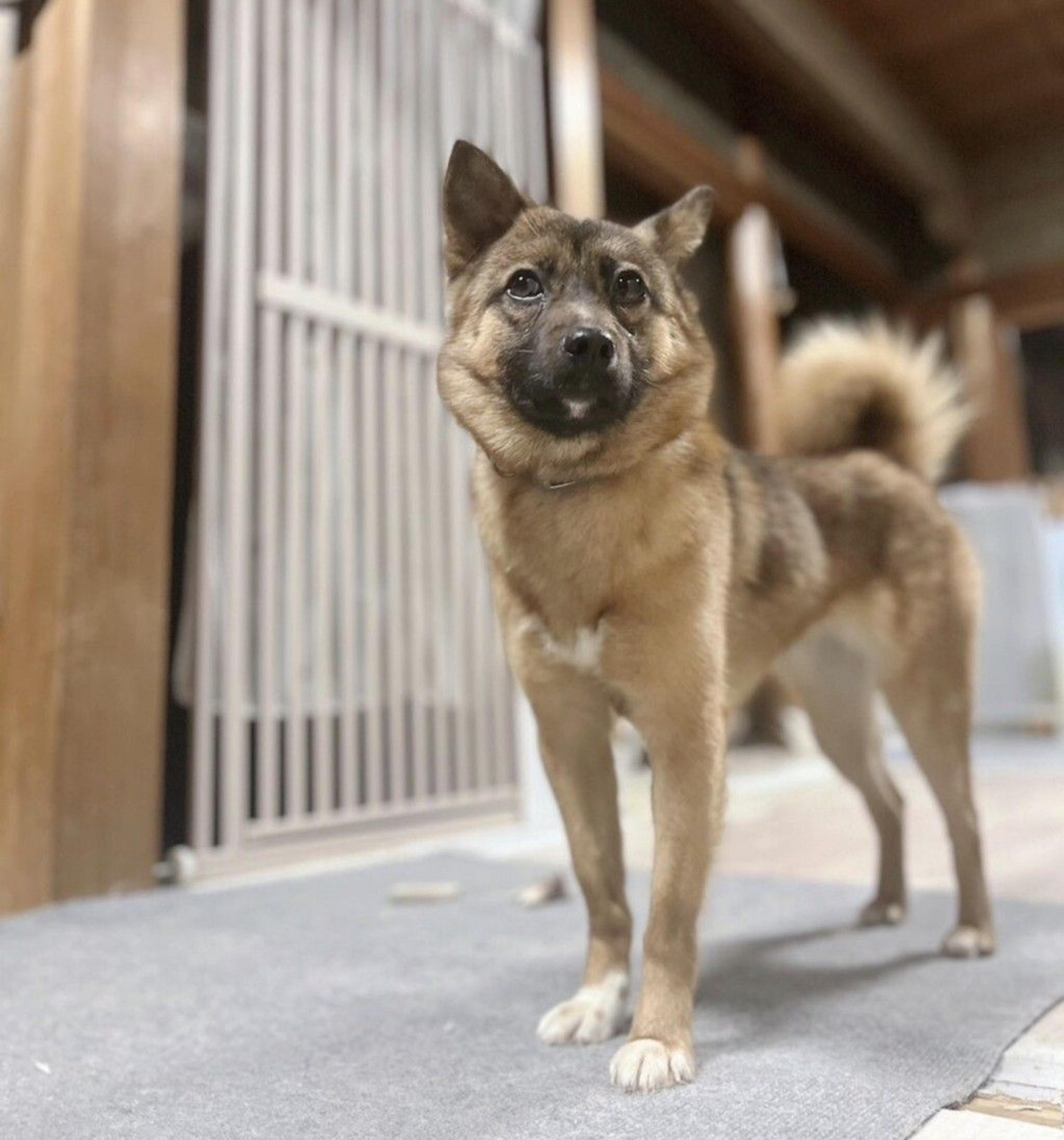 pet-image-3