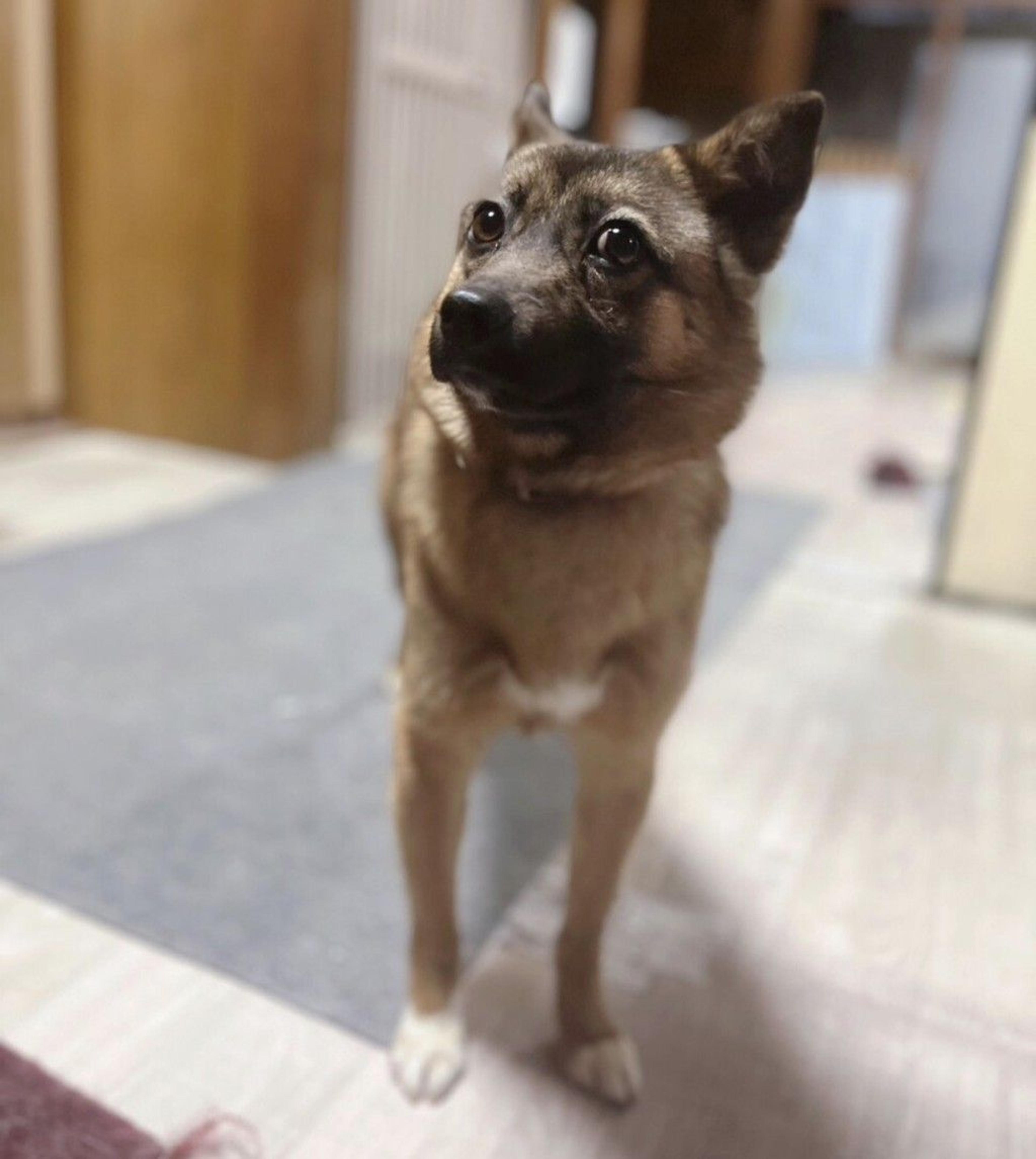 pet-image-7