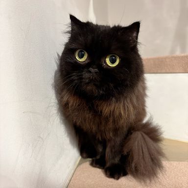 スコティッシュフォールド・メスの里親募集の写真