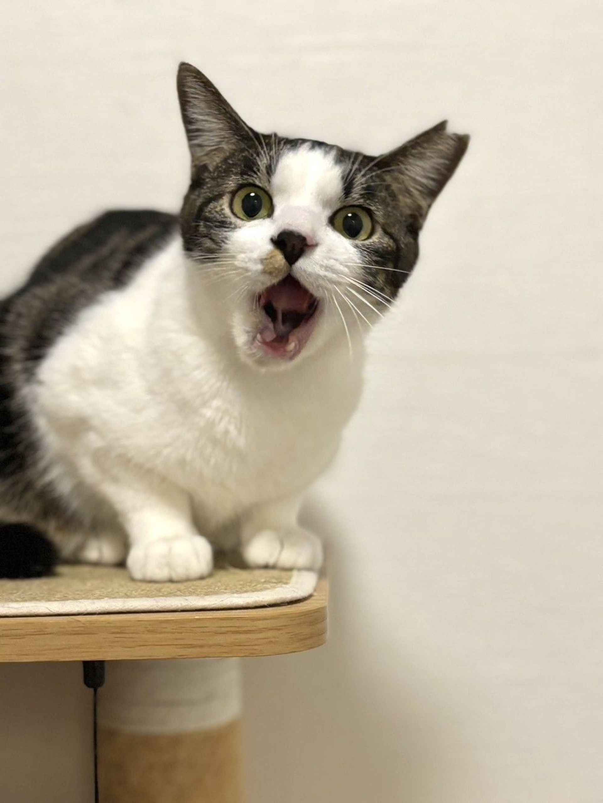 雑種（ミックス猫）・メスの里親募集の写真