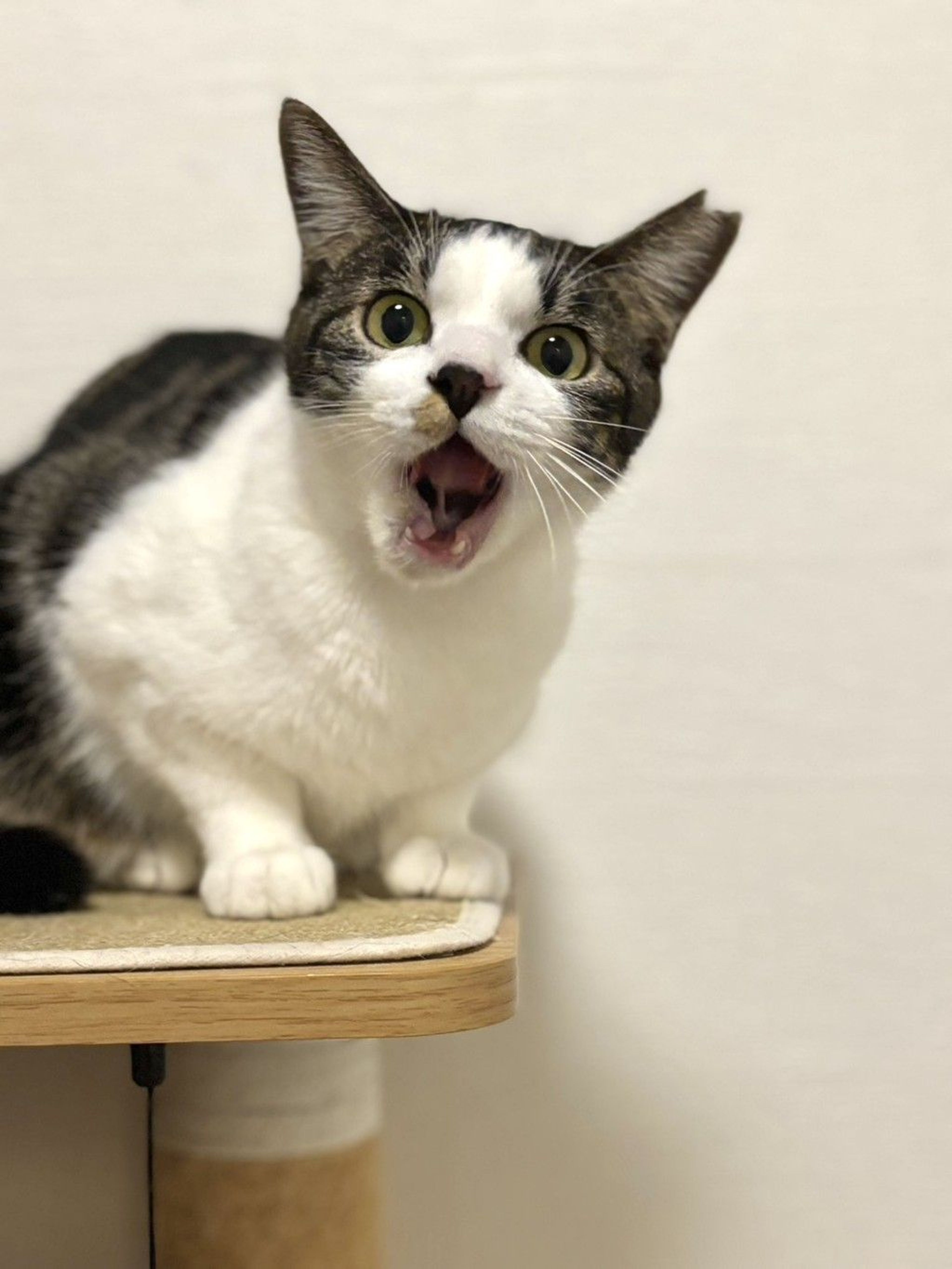 雑種（ミックス猫）・メスの里親募集の写真