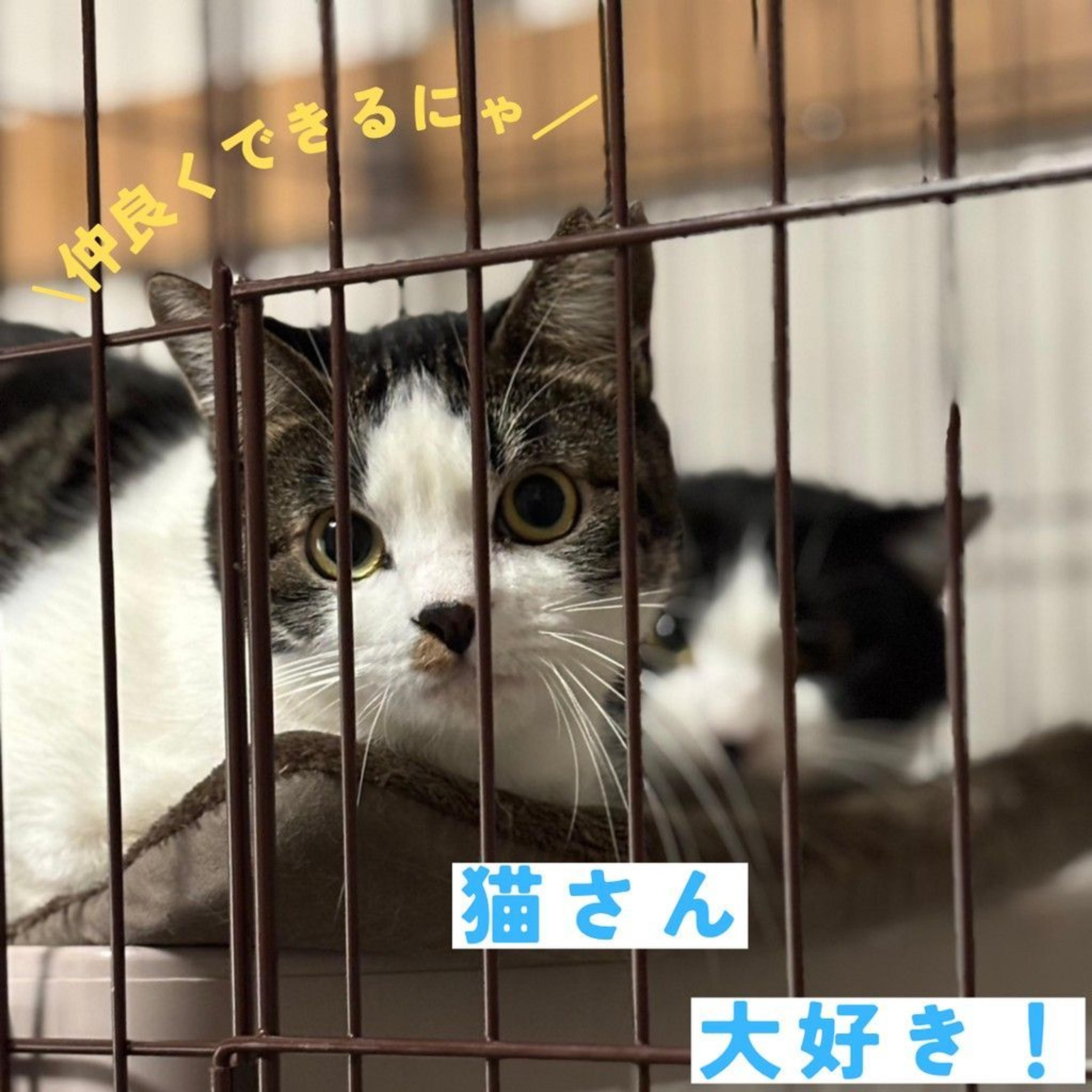 pet-image-3