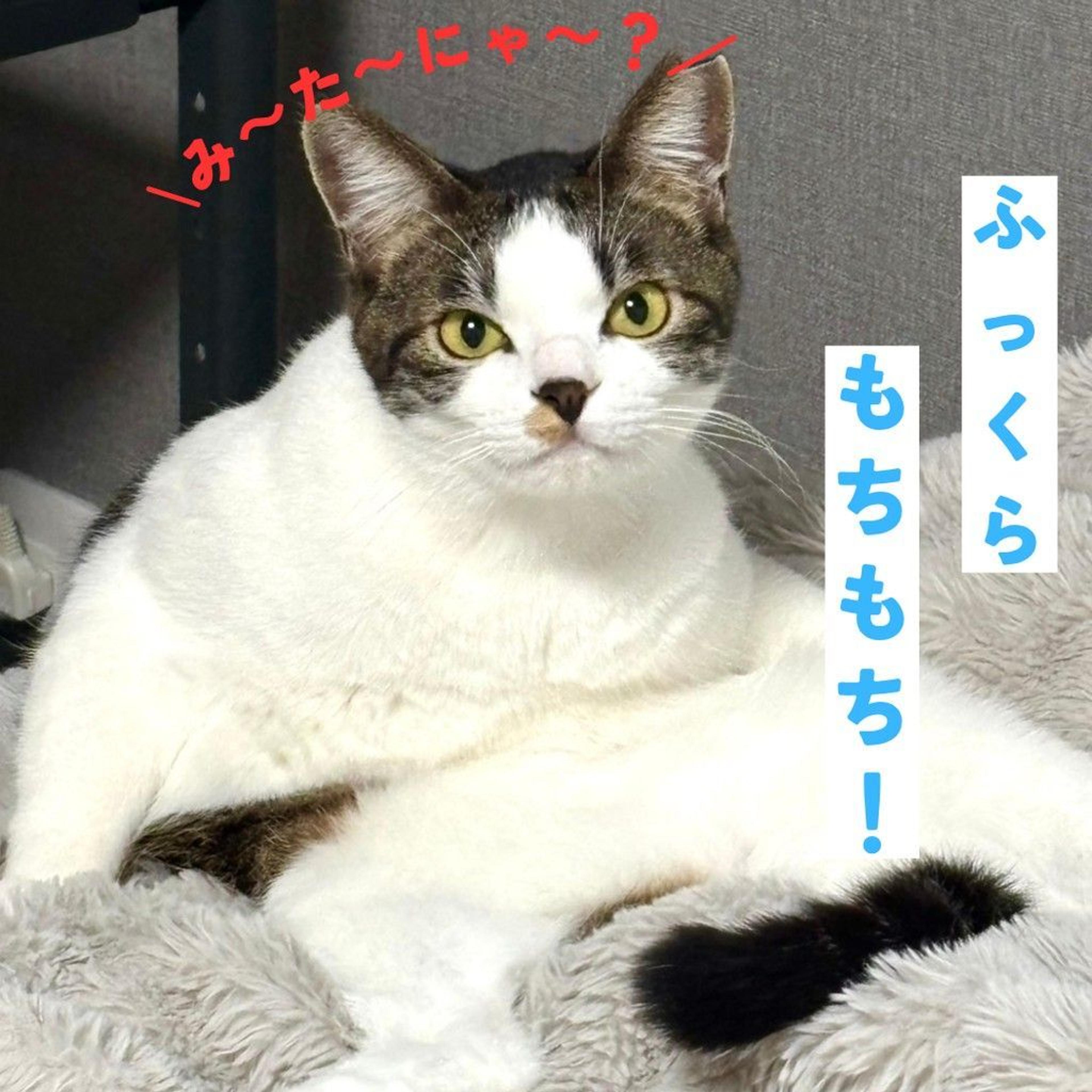 pet-image-4