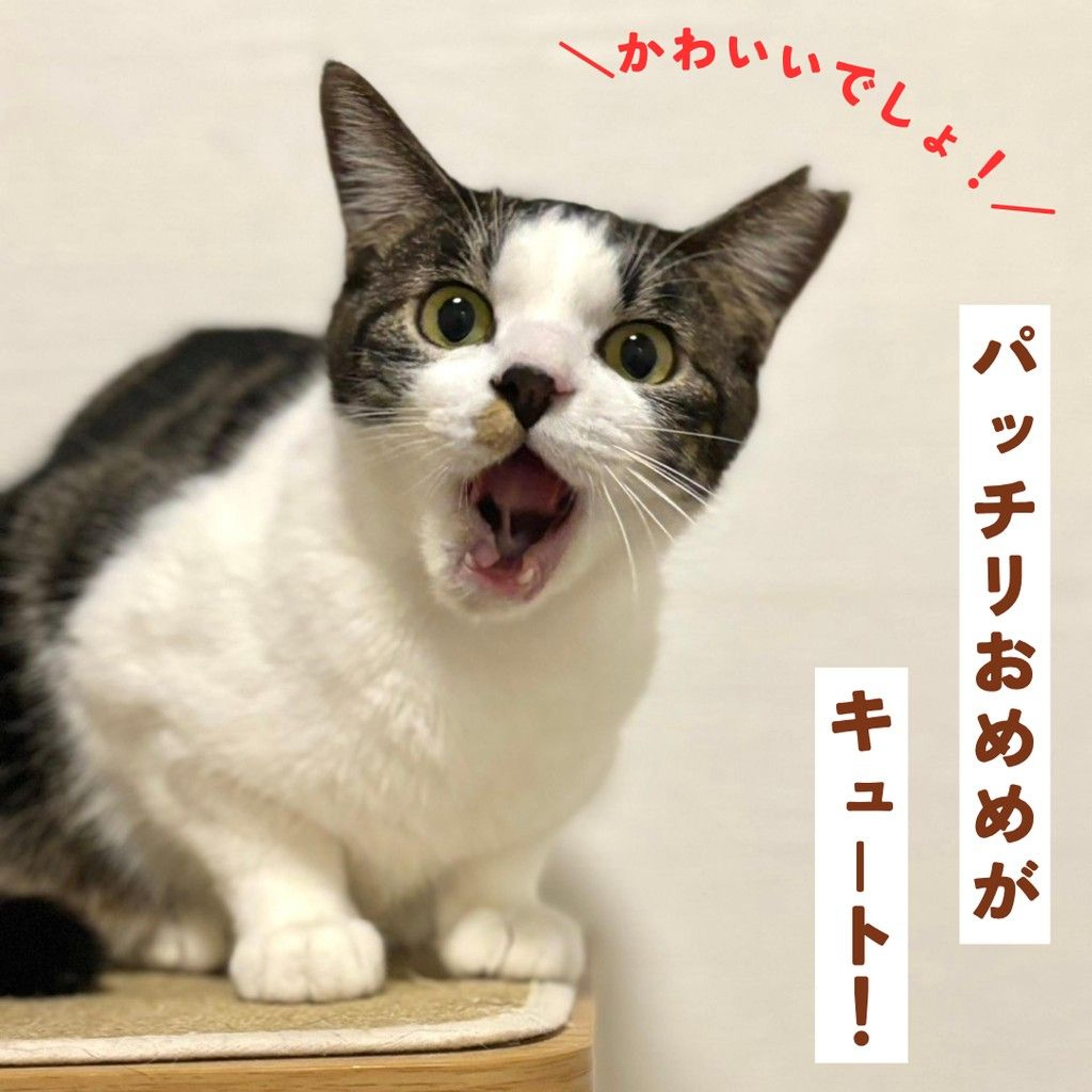 pet-image-5