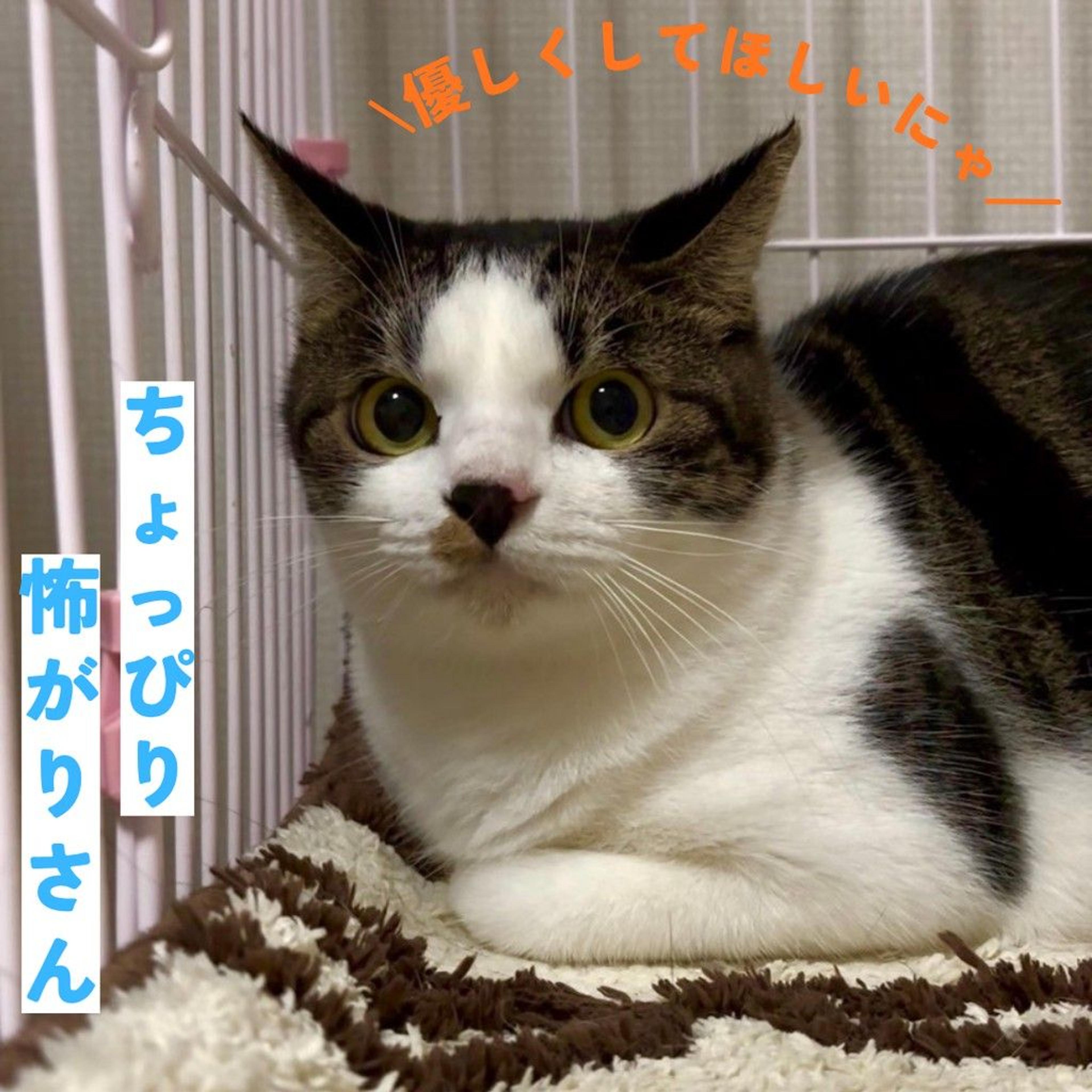 pet-image-6