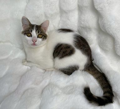 雑種（ミックス猫）・オスの里親募集の写真