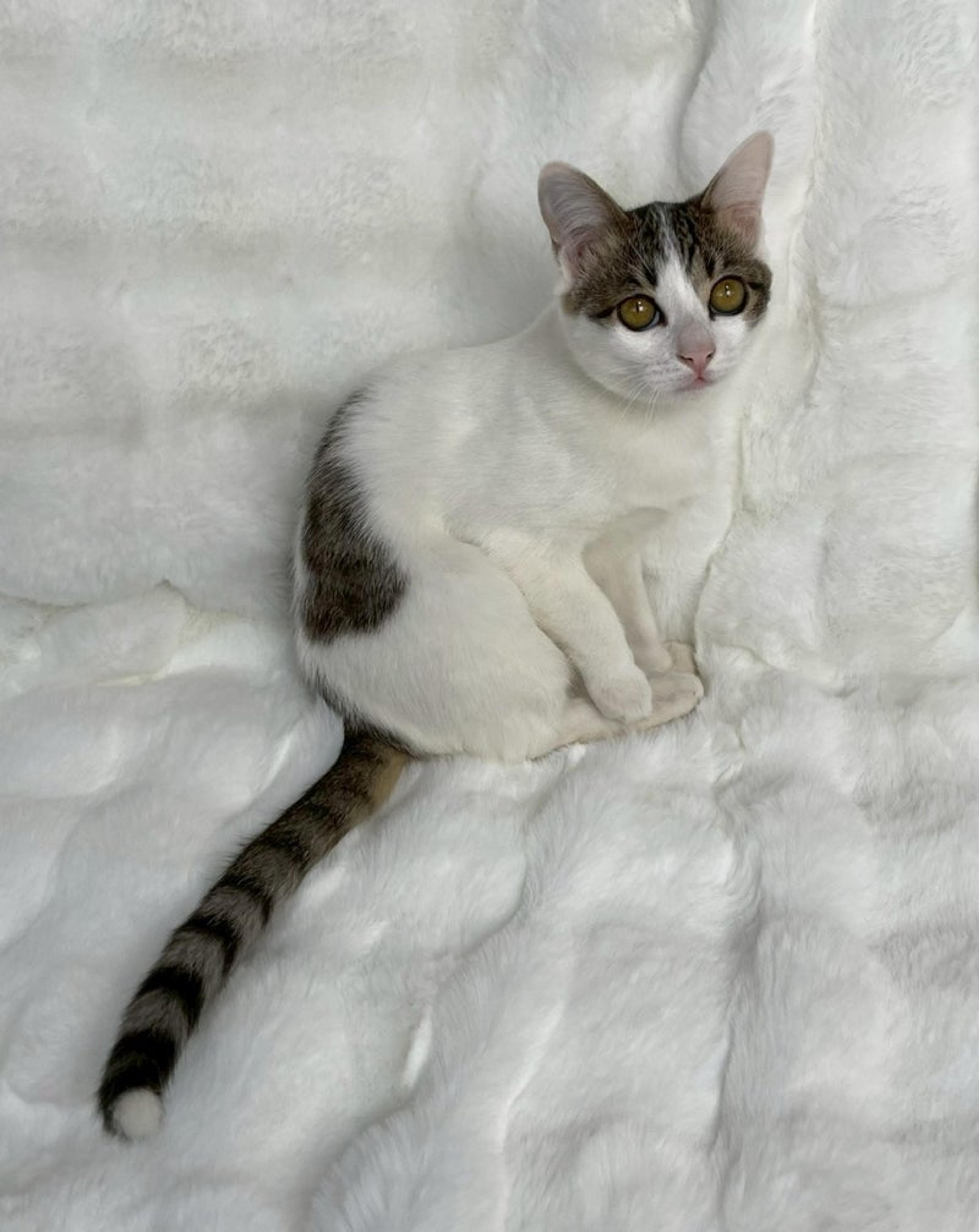 pet-image-2